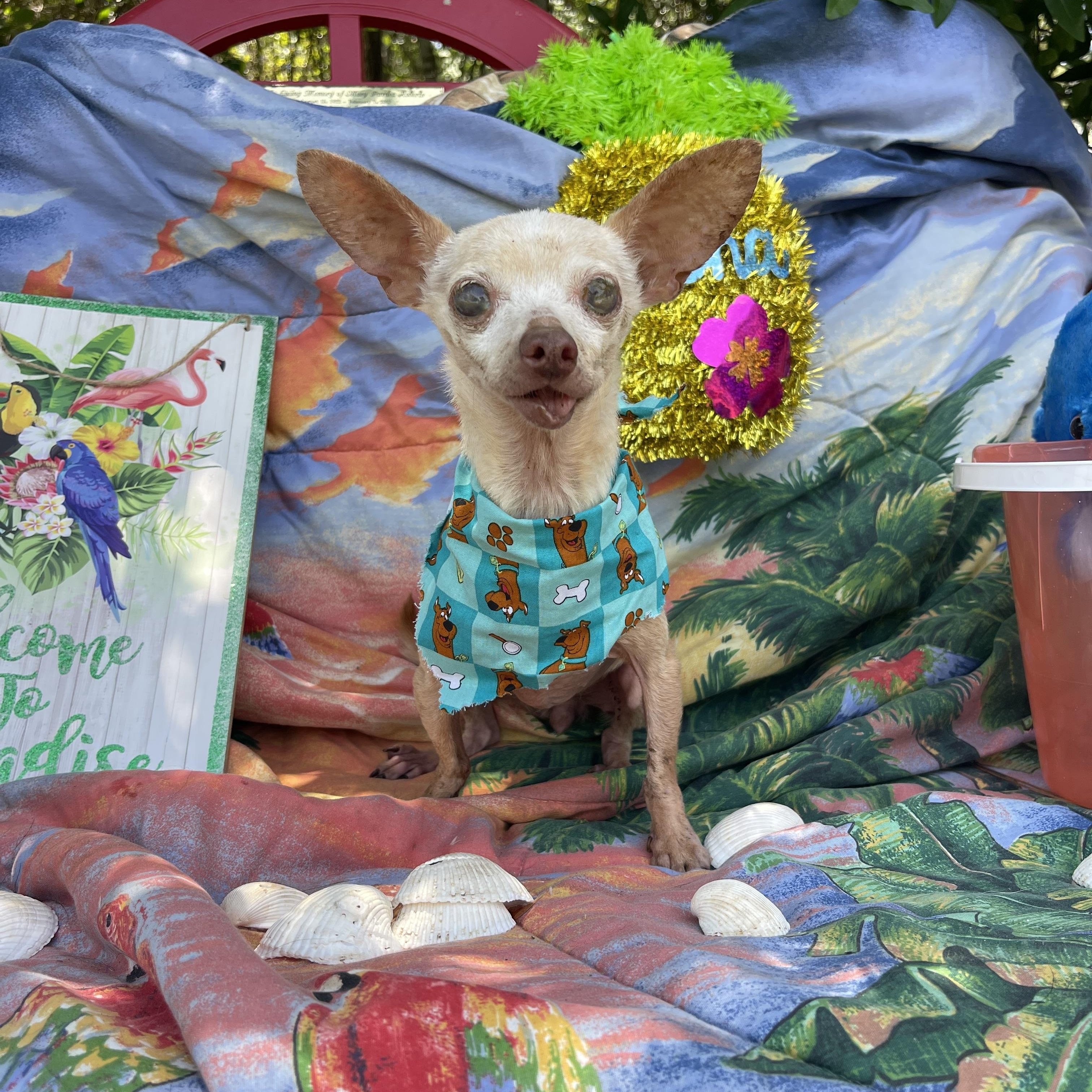 Enlarge Fannie, an adopted Chihuahua in Sebring, FL image 4/4