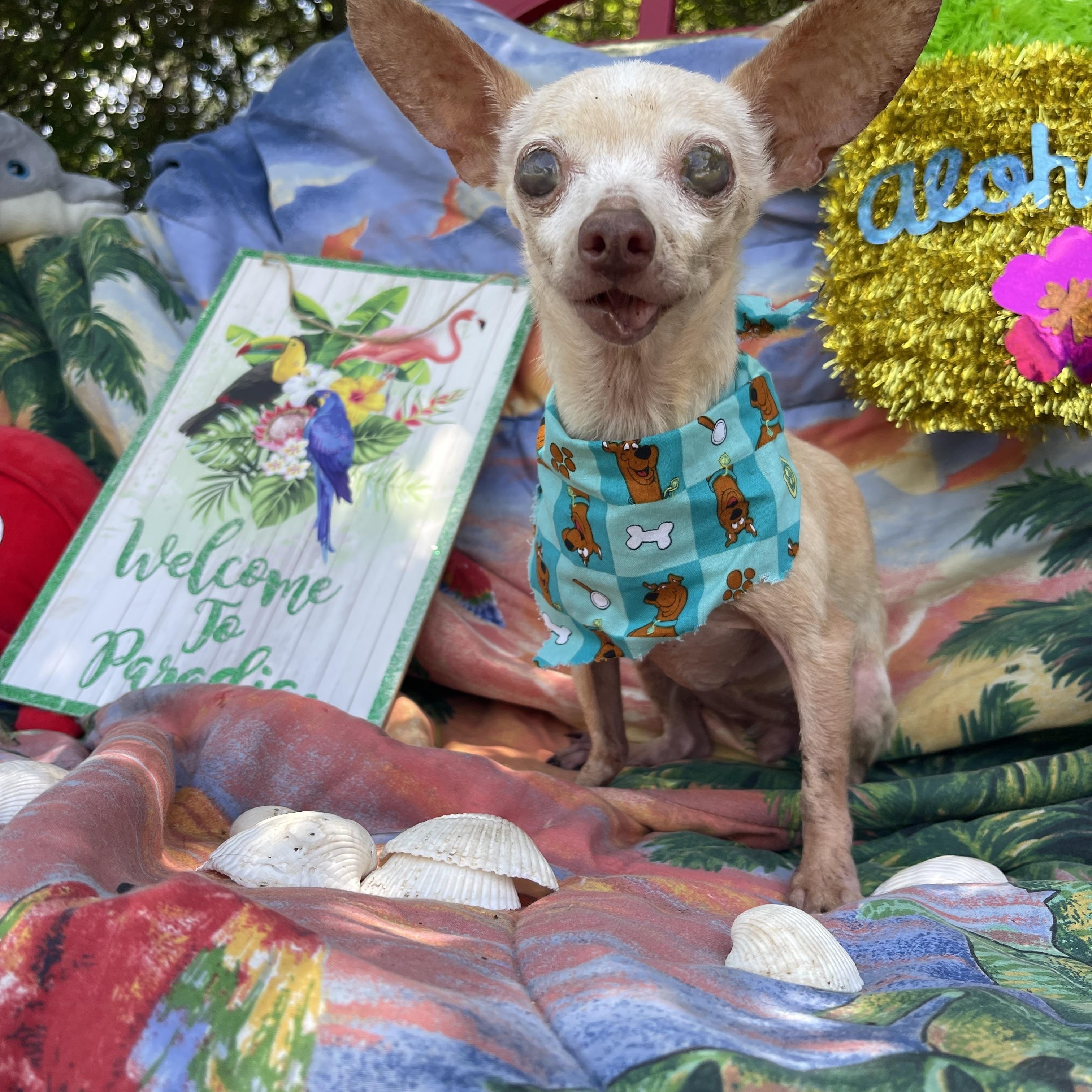 Enlarge Fannie, an adopted Chihuahua in Sebring, FL image 2/4