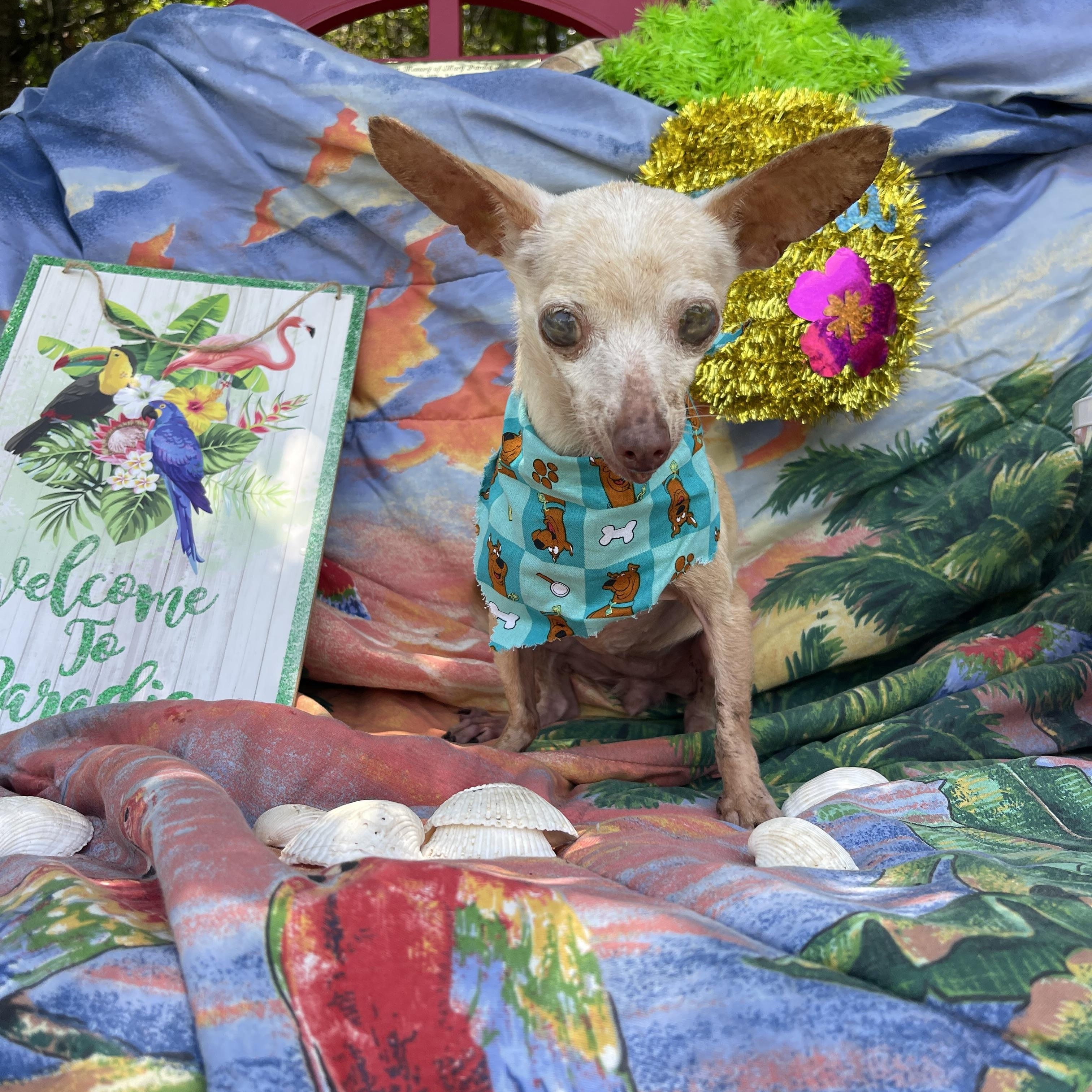 Enlarge Fannie, an adopted Chihuahua in Sebring, FL image 3/4