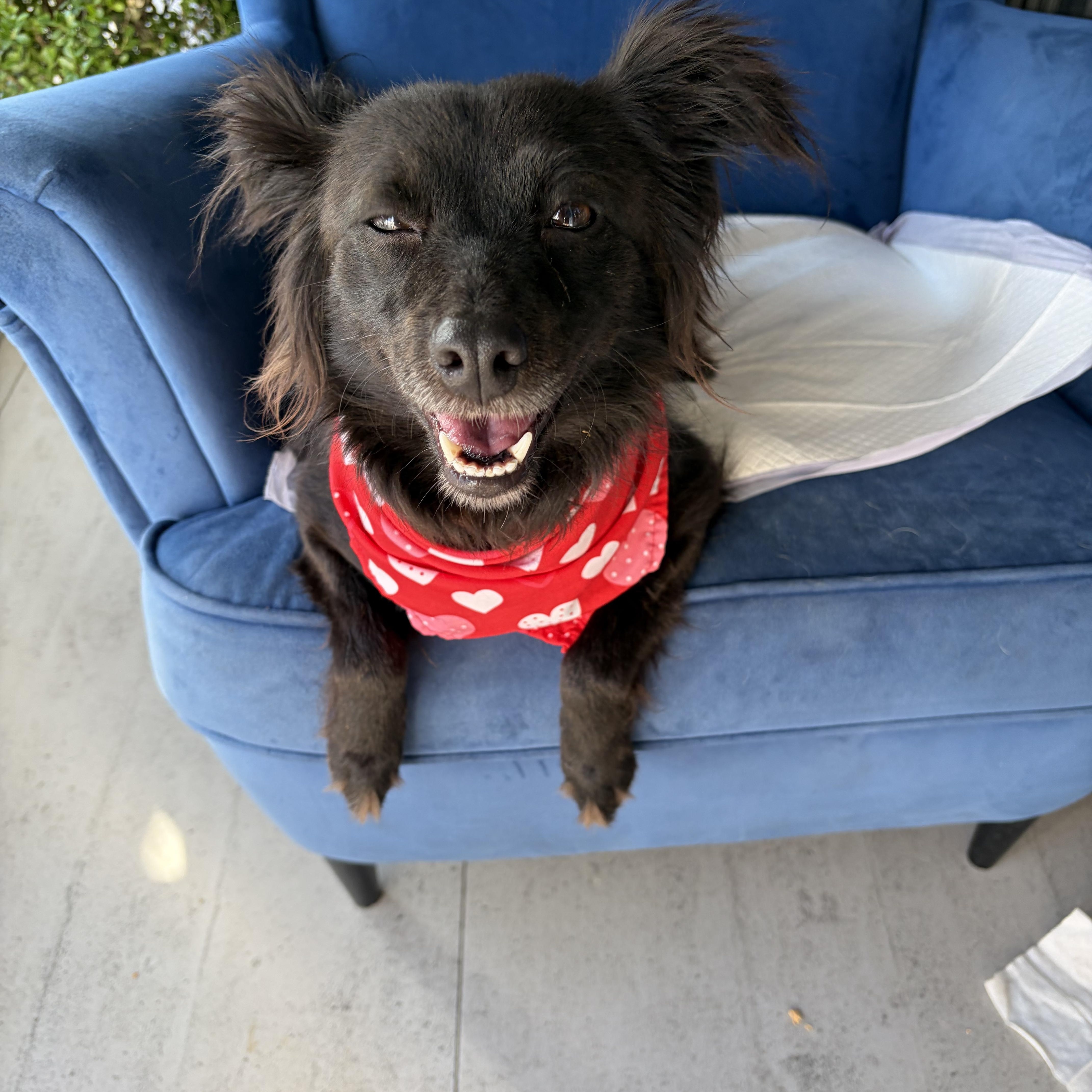 Willow, an adopted mixed breed in Poway, CA image 2/4