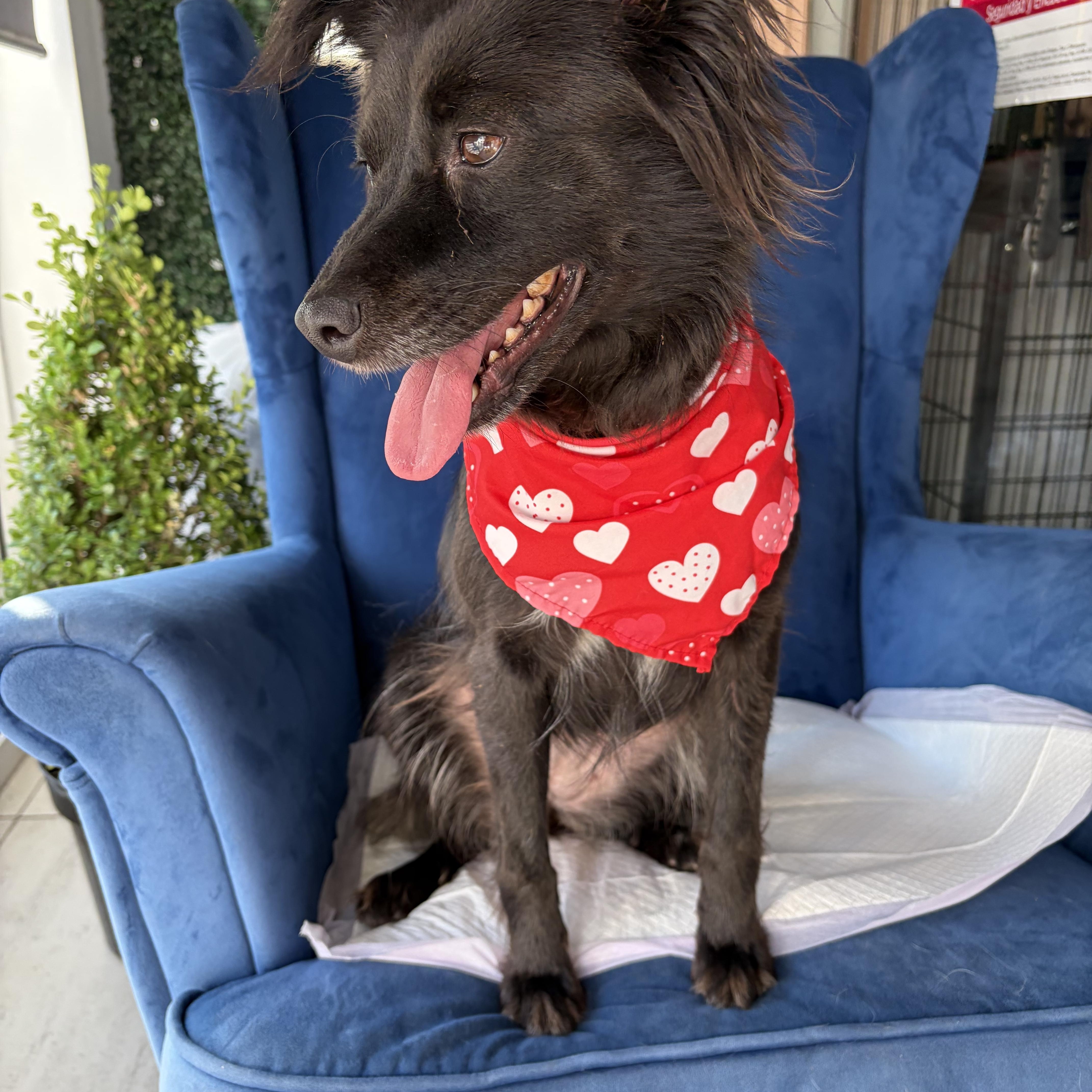 Willow, an adopted mixed breed in Poway, CA image 4/4