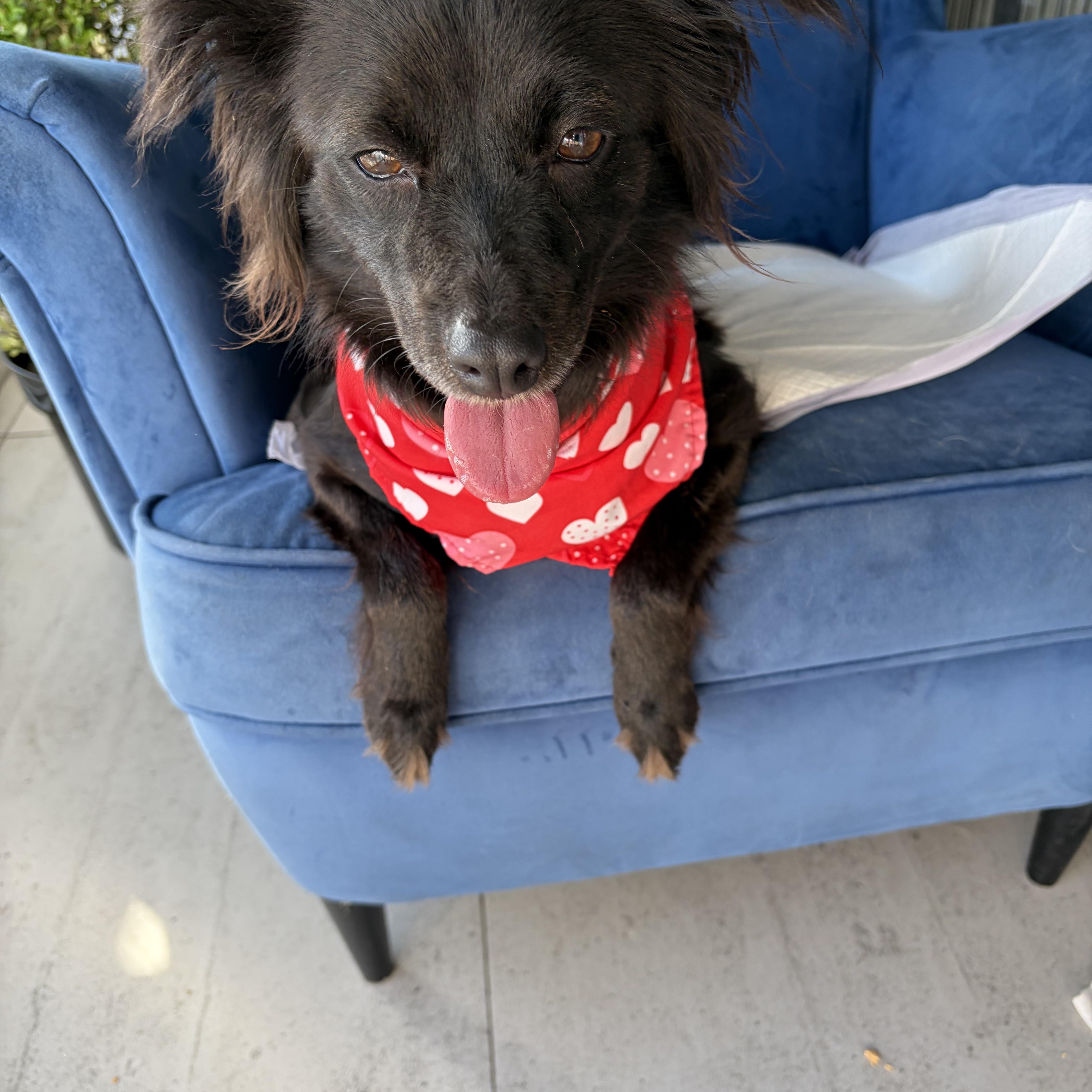 Willow, an adopted mixed breed in Poway, CA image 3/4