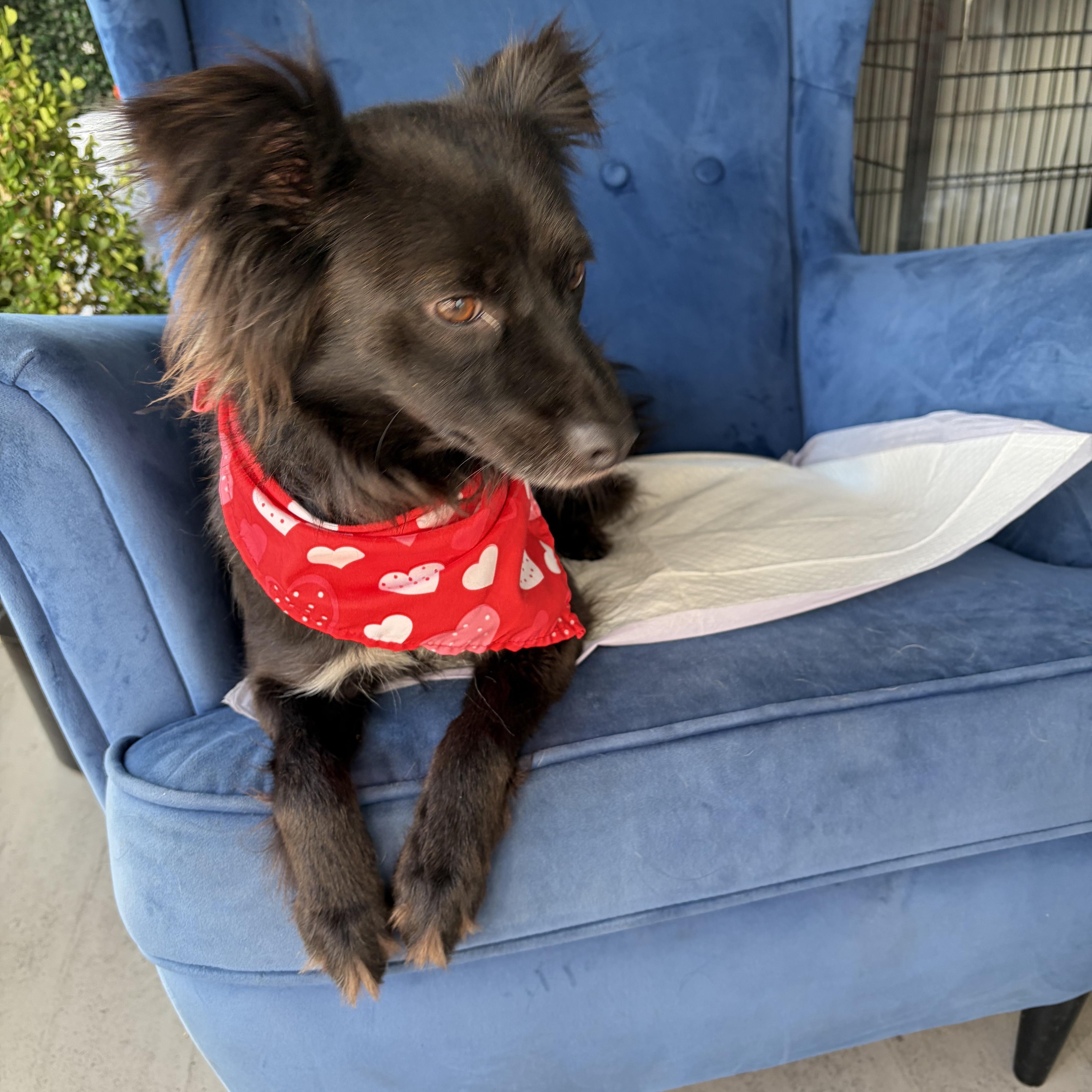 Willow, adopted, Young Female Chihuahua.