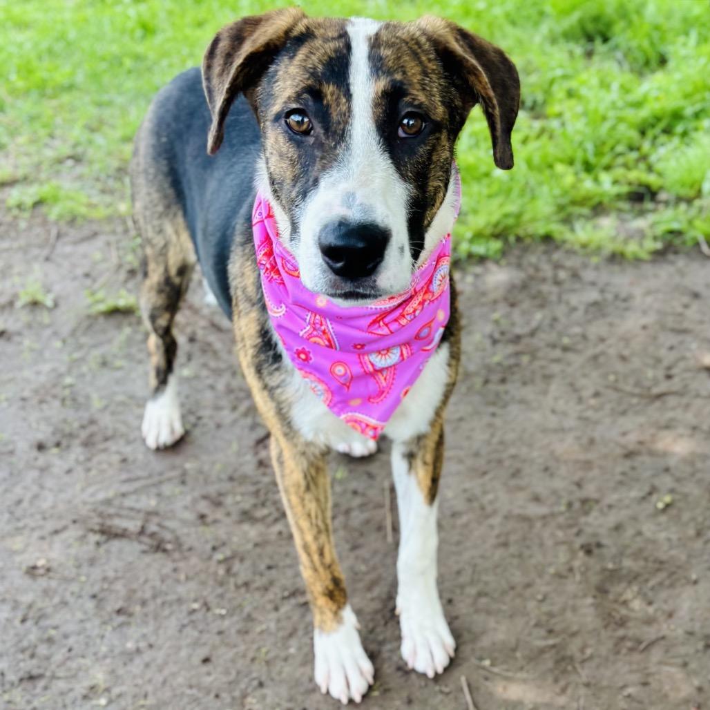 Enlarge Princess 26-04-082, a Adoptable Mixed Breed in Bastrop, TX image 2/6