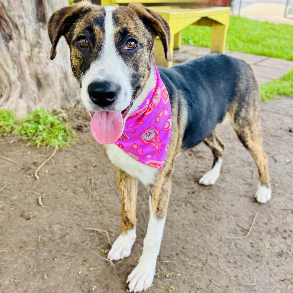 Enlarge Princess 26-04-082, a Adoptable Mixed Breed in Bastrop, TX image 3/6