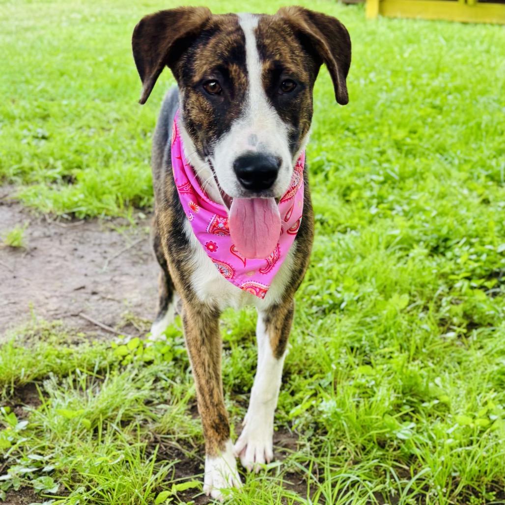 Enlarge Princess 26-04-082, a Adoptable Mixed Breed in Bastrop, TX image 4/6