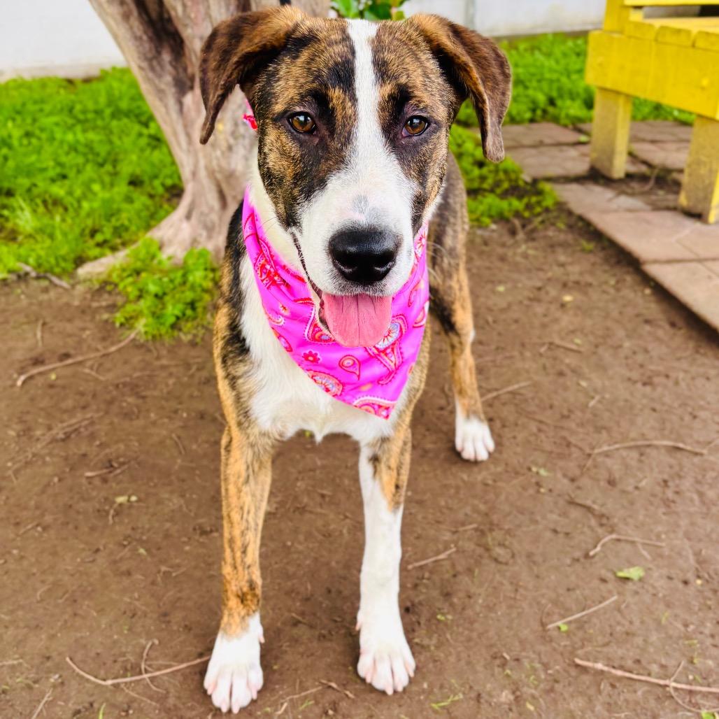 Enlarge Princess 26-04-082, a Adoptable Mixed Breed in Bastrop, TX image 5/6