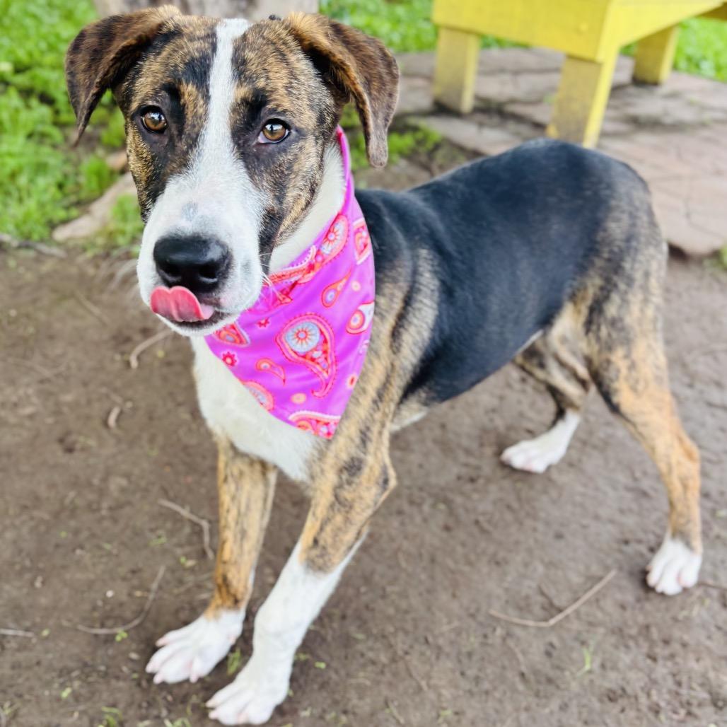Enlarge Princess 26-04-082, a Adoptable Mixed Breed in Bastrop, TX image 6/6