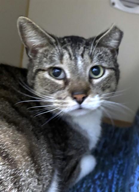BUDDY BOY, Adoptable, Adult Male Domestic Short Hair.