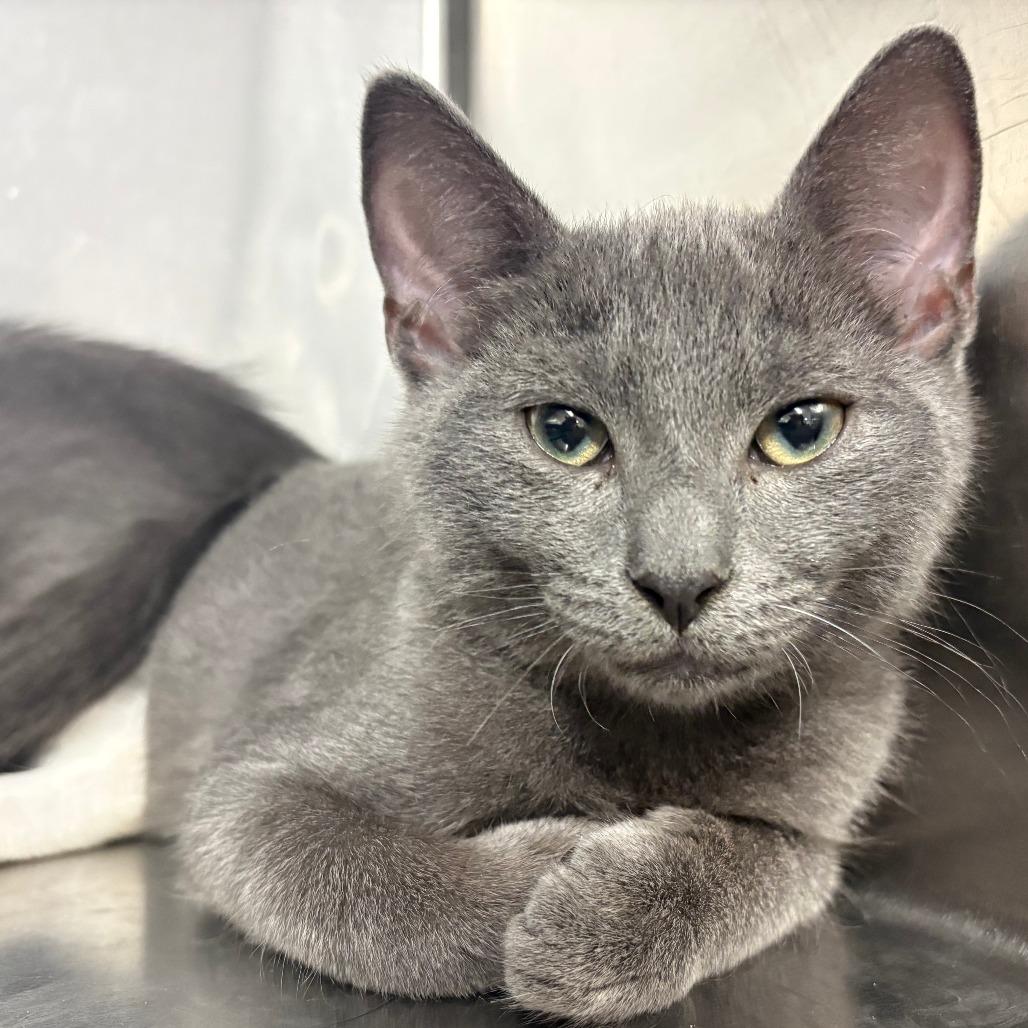 26-294 Dusty, Adoptable, Kitten Male Russian Blue & Domestic Short Hair.