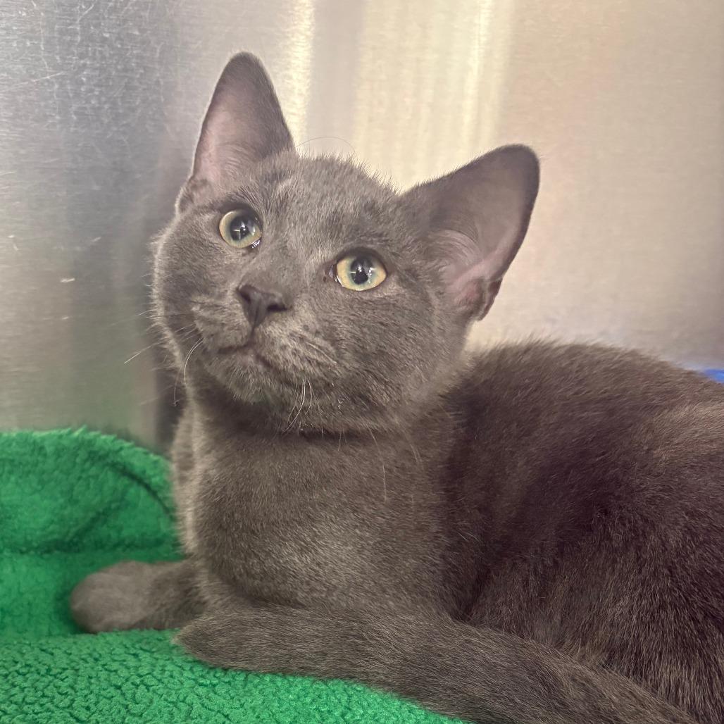 Enlarge 26-294 Dusty, a Adoptable mixed breed in North Branford, CT image 2/4