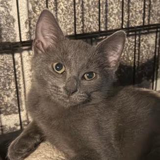 Enlarge 26-294 Dusty, a Adoptable mixed breed in North Branford, CT image 3/4