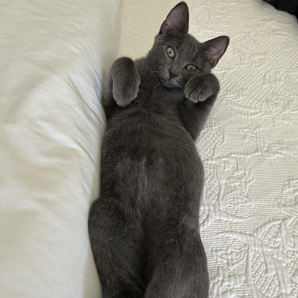 Enlarge 26-294 Dusty, a Adoptable mixed breed in North Branford, CT image 4/4