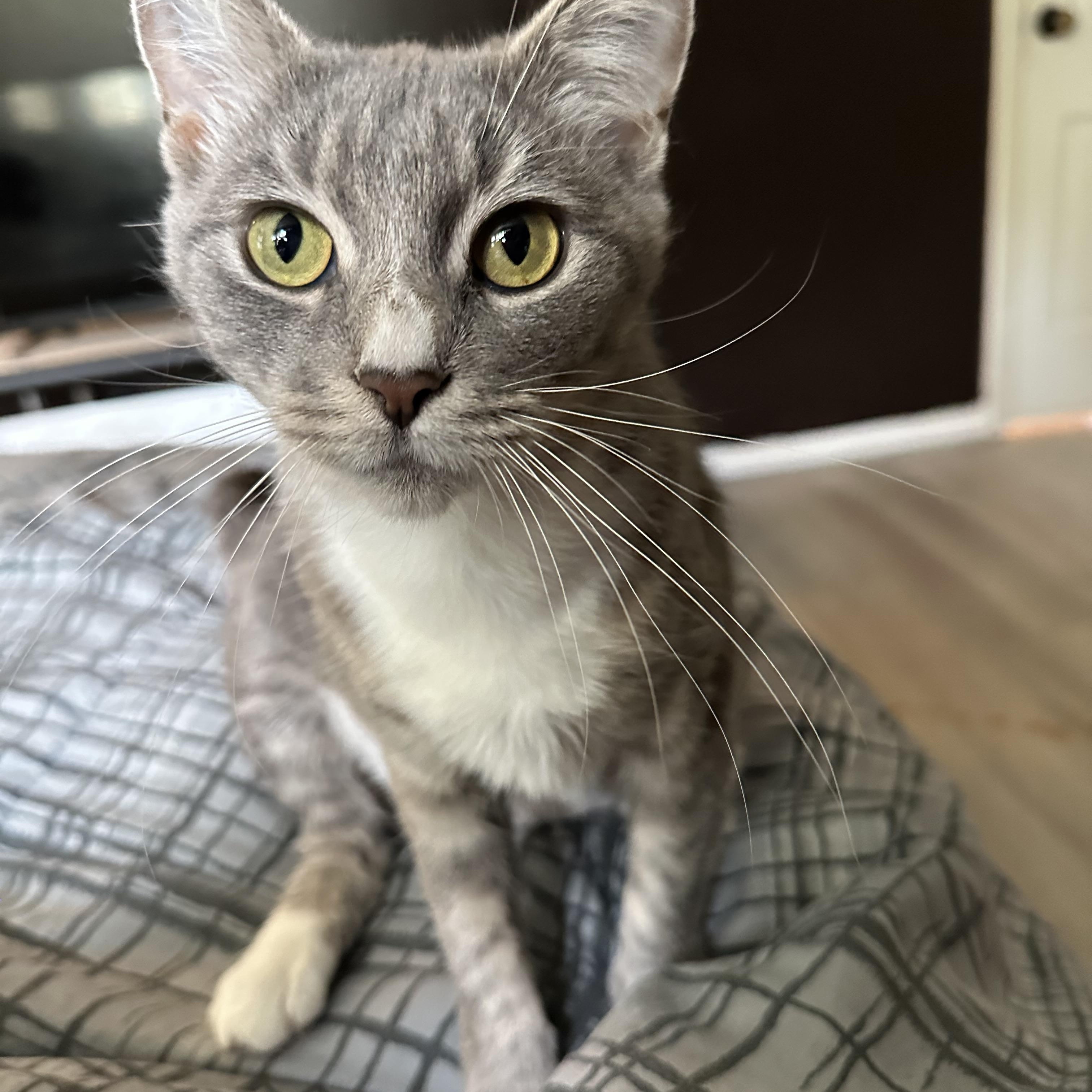 Lavender, Adult Female Domestic Short Hair