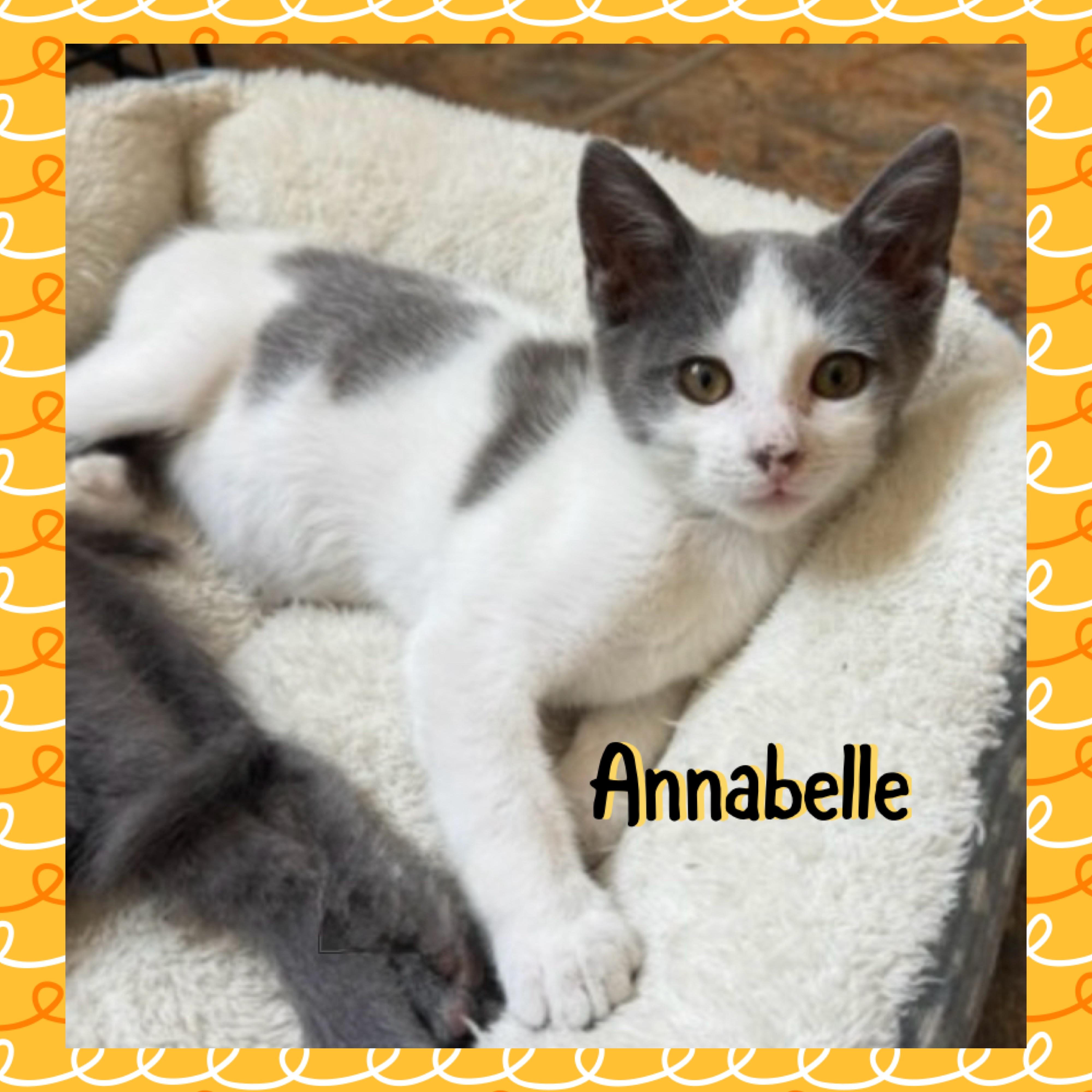 Anabelle, a ADOPTABLE mixed breed in Red Lodge, MT image 1/4
