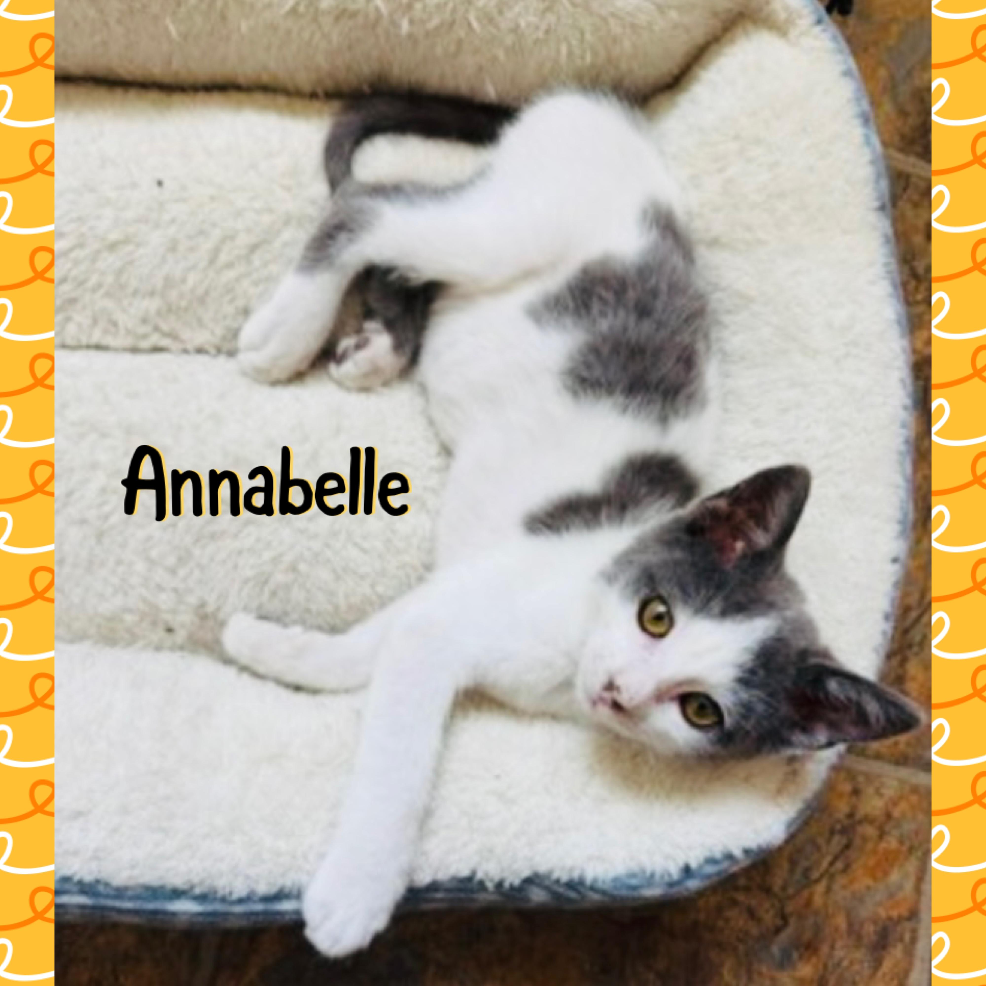 Anabelle, a ADOPTABLE mixed breed in Red Lodge, MT image 3/4