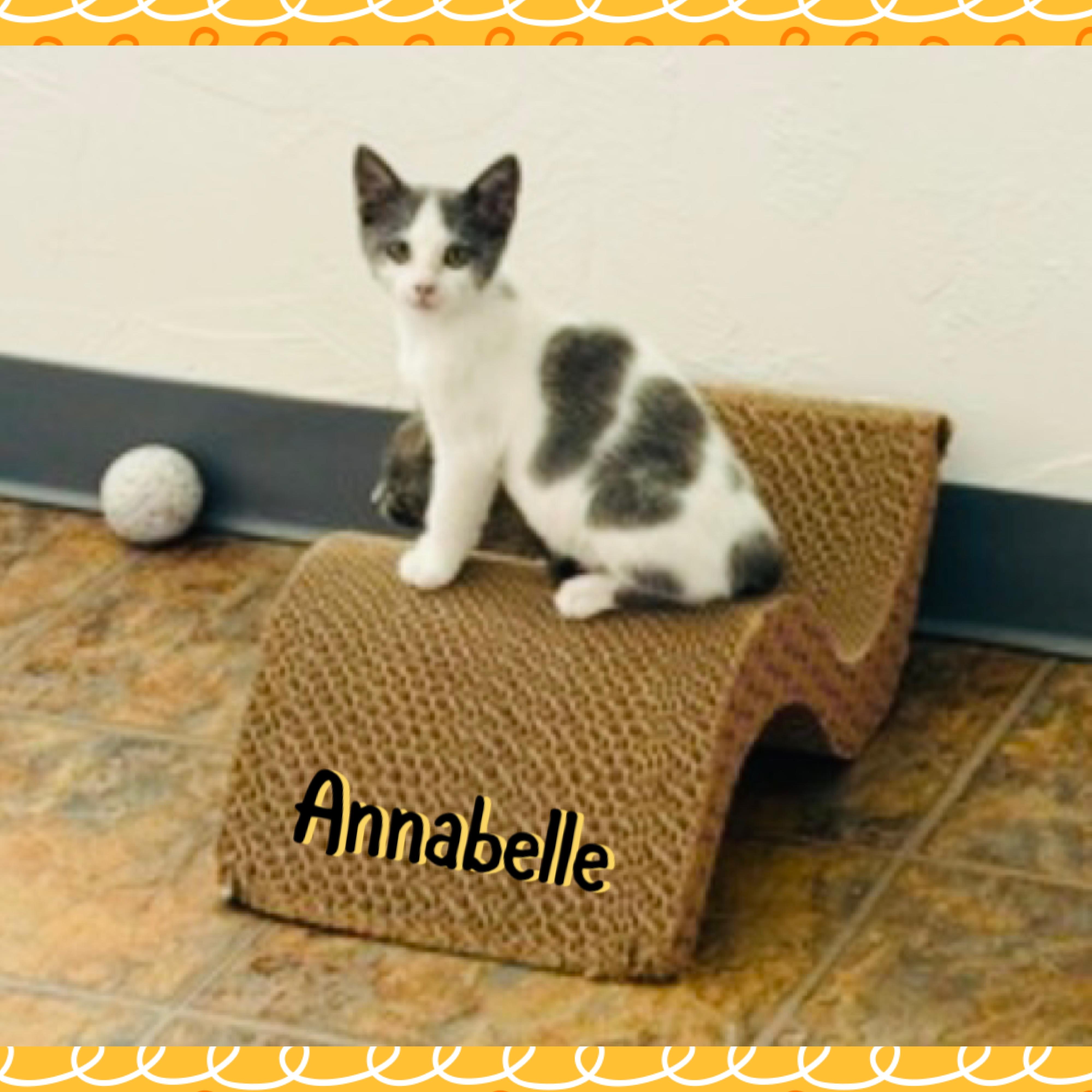 Anabelle, a ADOPTABLE mixed breed in Red Lodge, MT image 2/4