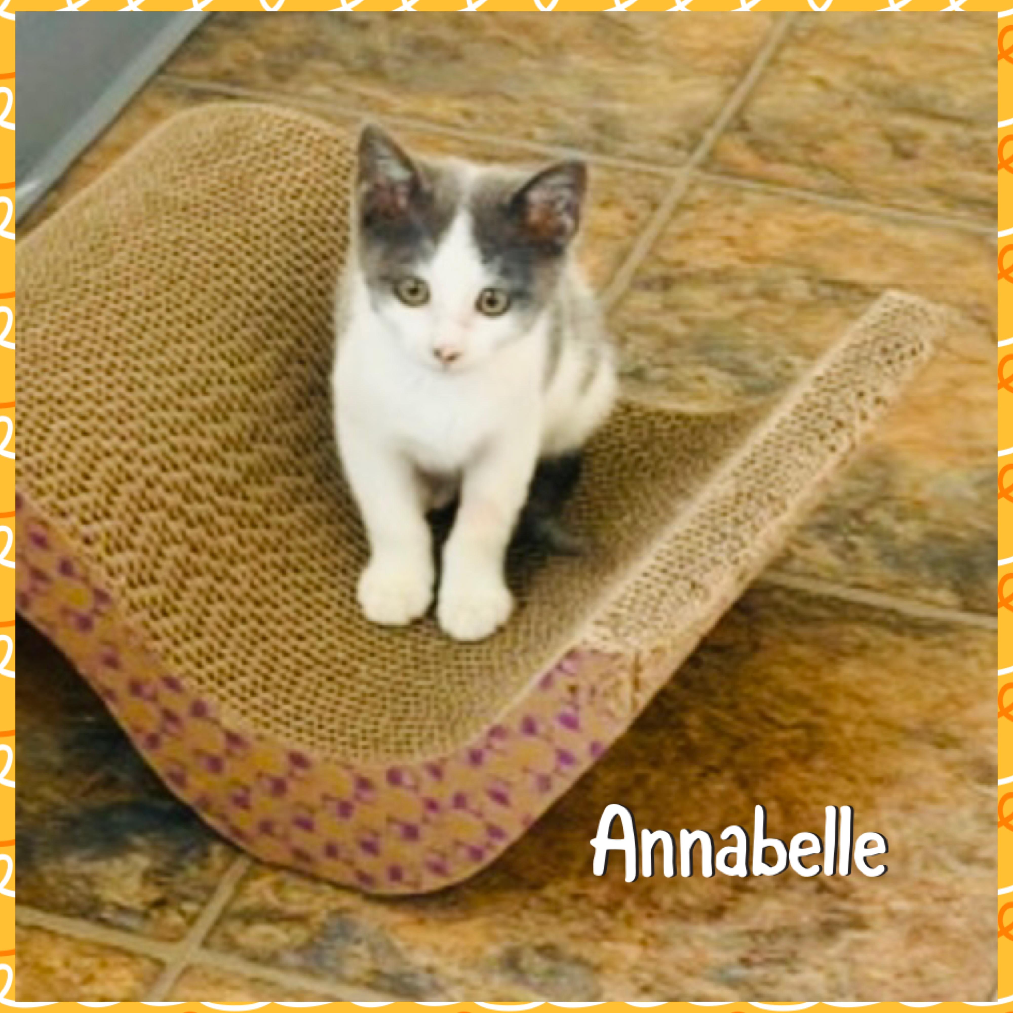 Anabelle, a ADOPTABLE mixed breed in Red Lodge, MT image 4/4