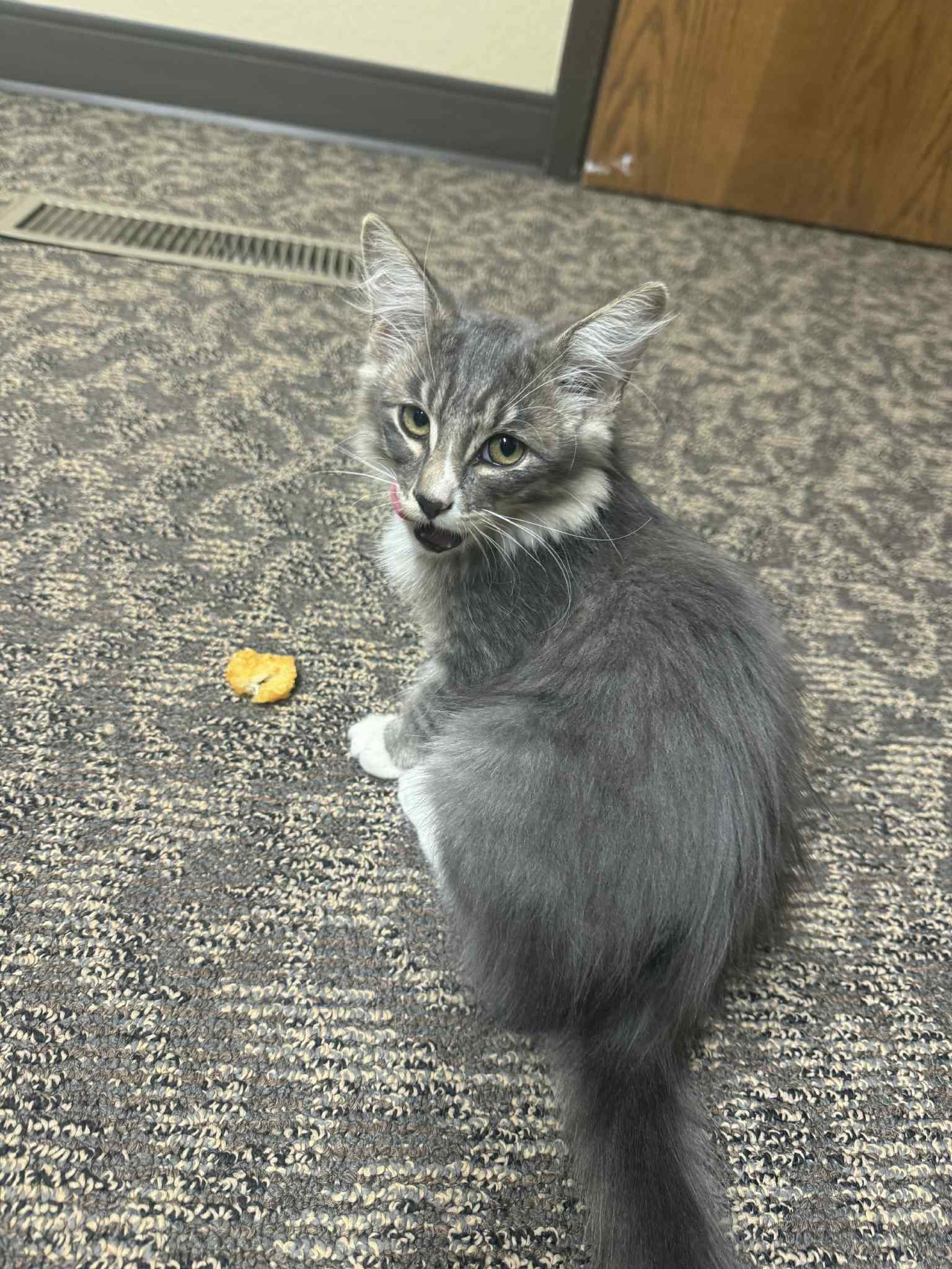 Mushroom, Adoptable, Young Male Domestic Long Hair.