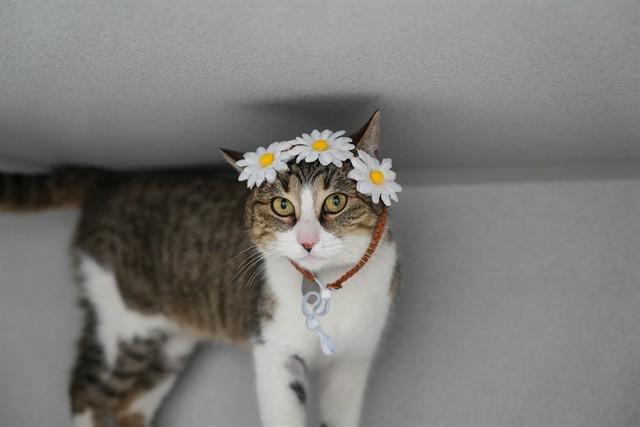 Enlarge TIPPY, a Adoptable Domestic Short Hair in Aurora, CO image 1/1