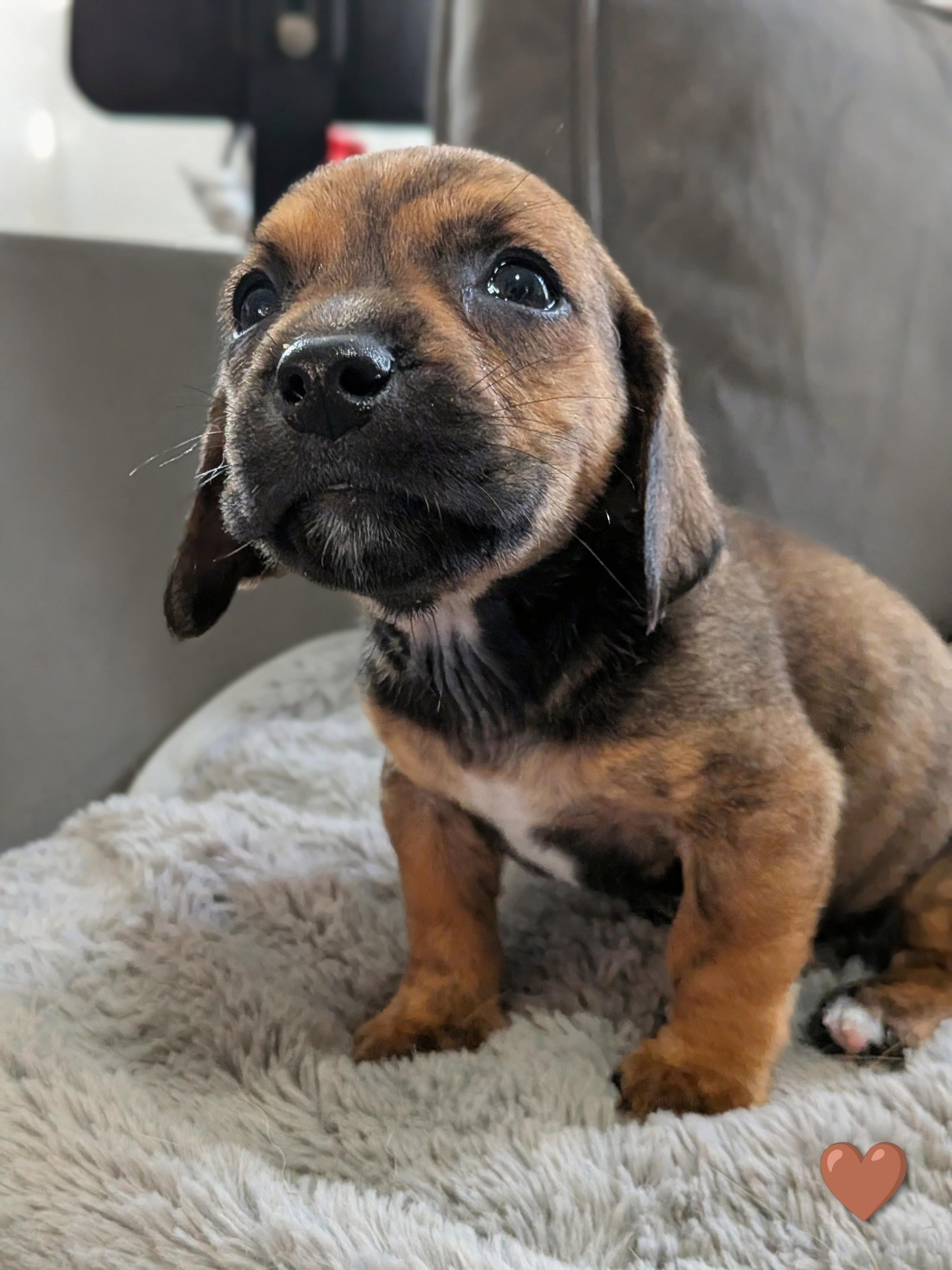Splinter, a Adoptable mixed breed in TULSA, OK image 1/6