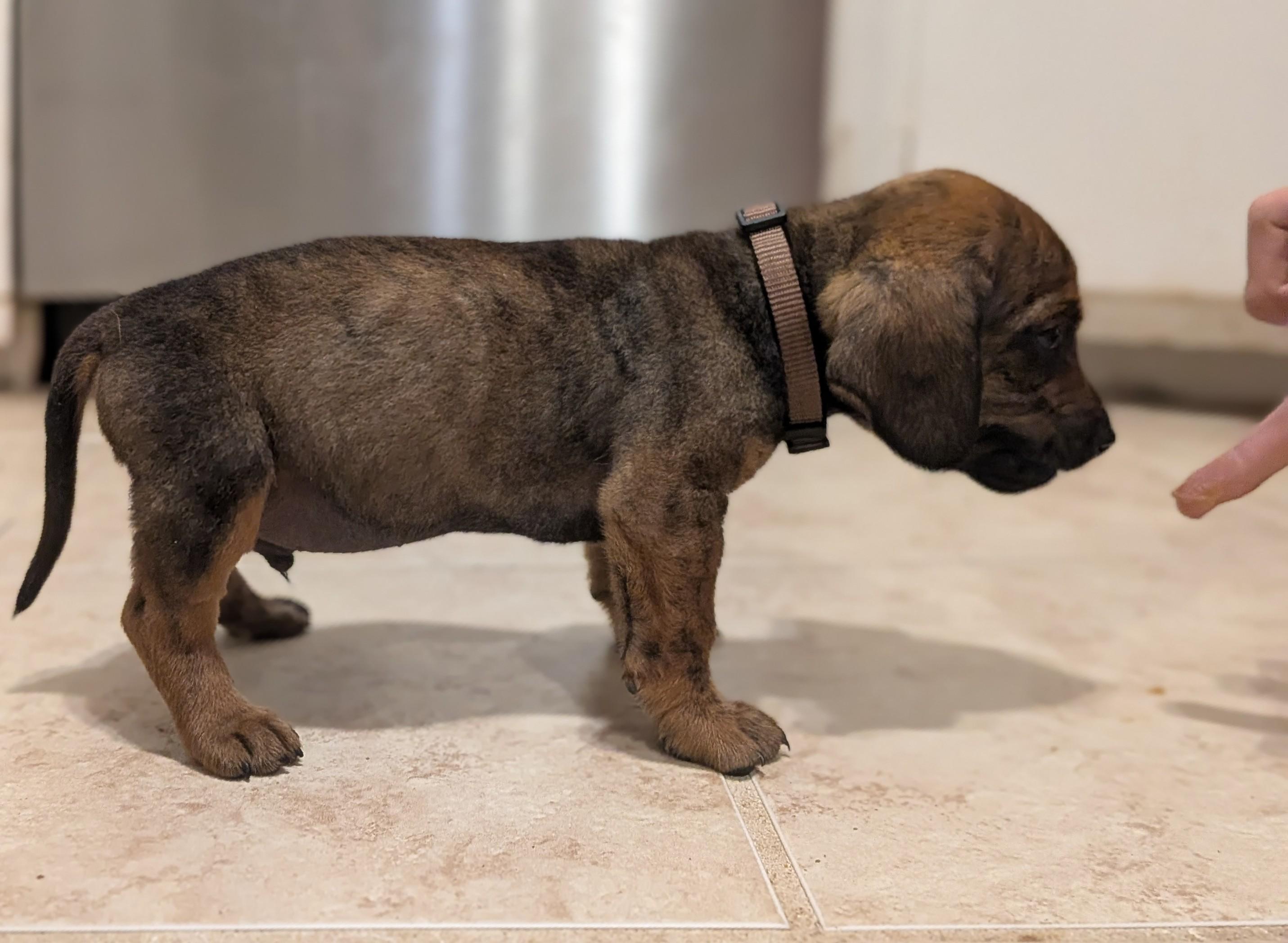 Splinter, a Adoptable mixed breed in TULSA, OK image 4/6