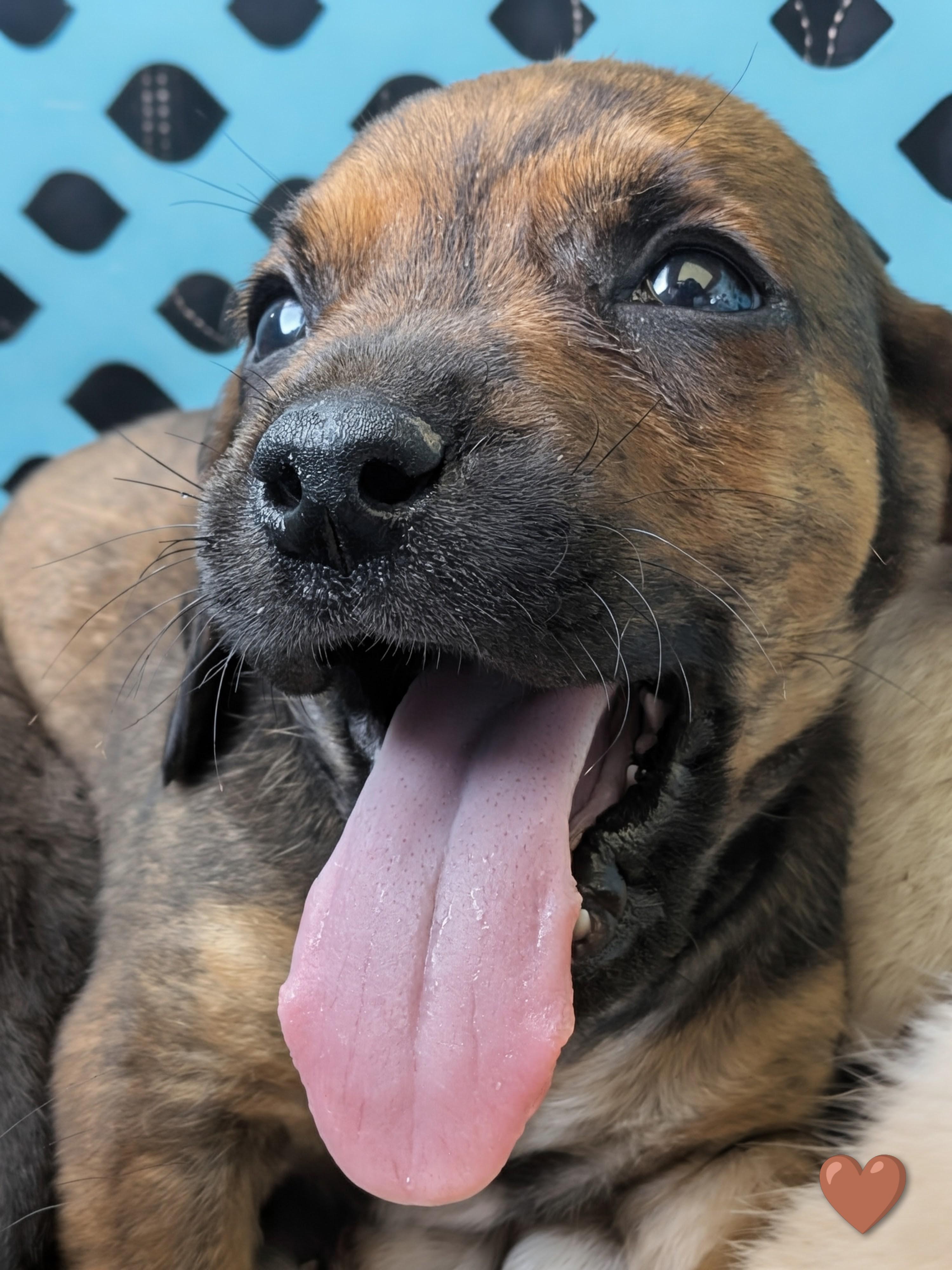 Splinter, a Adoptable mixed breed in TULSA, OK image 5/6