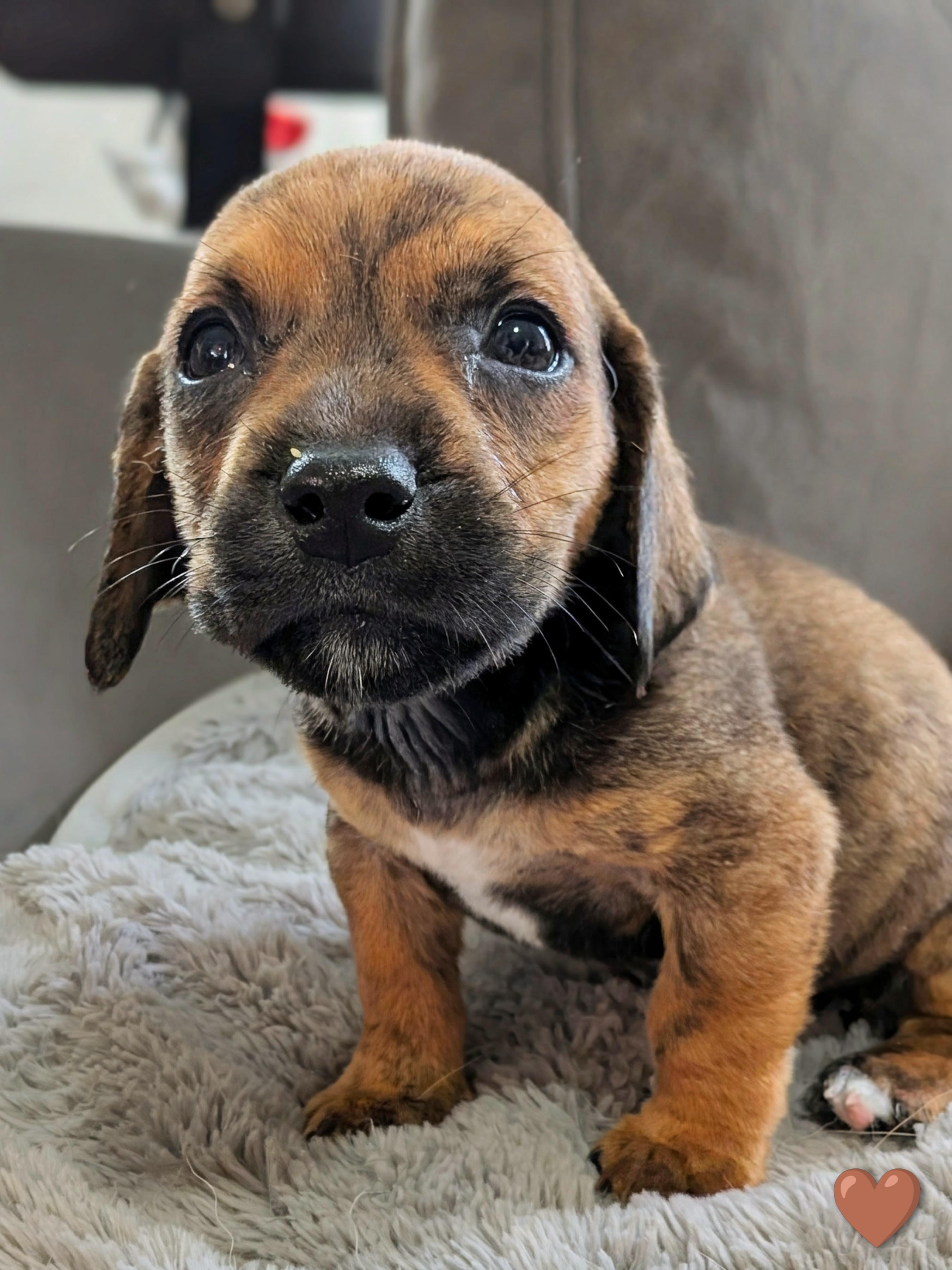 Splinter, a Adoptable mixed breed in TULSA, OK image 6/6