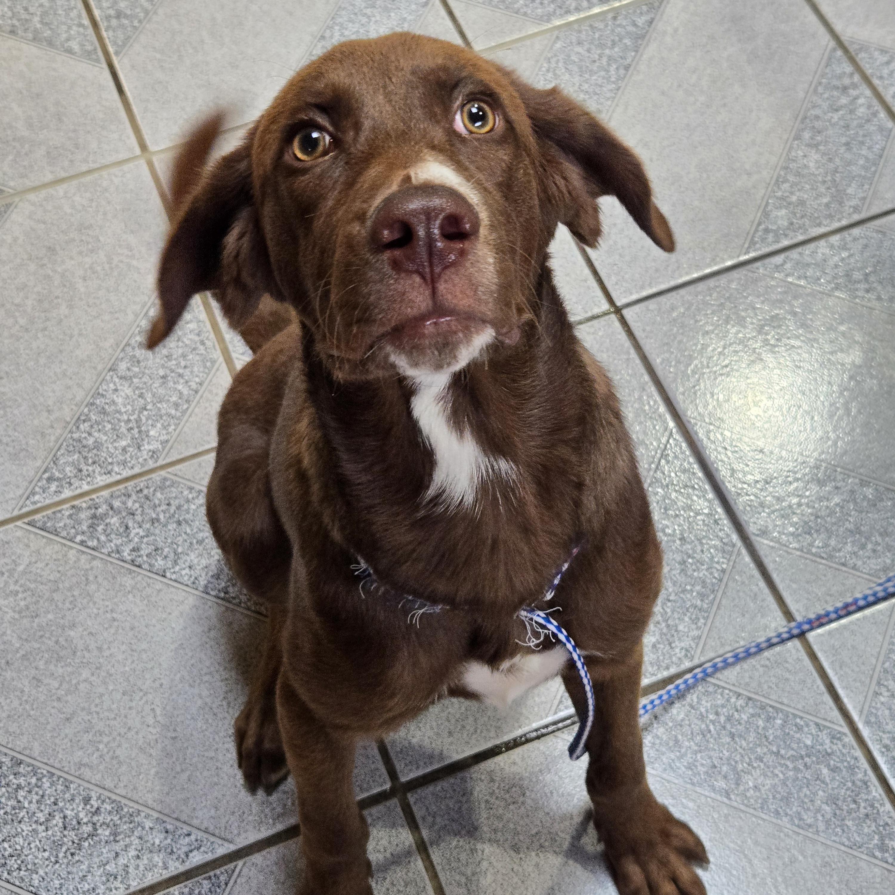 Enlarge Droopy, a Adoptable mixed breed in Normal, IL image 3/5