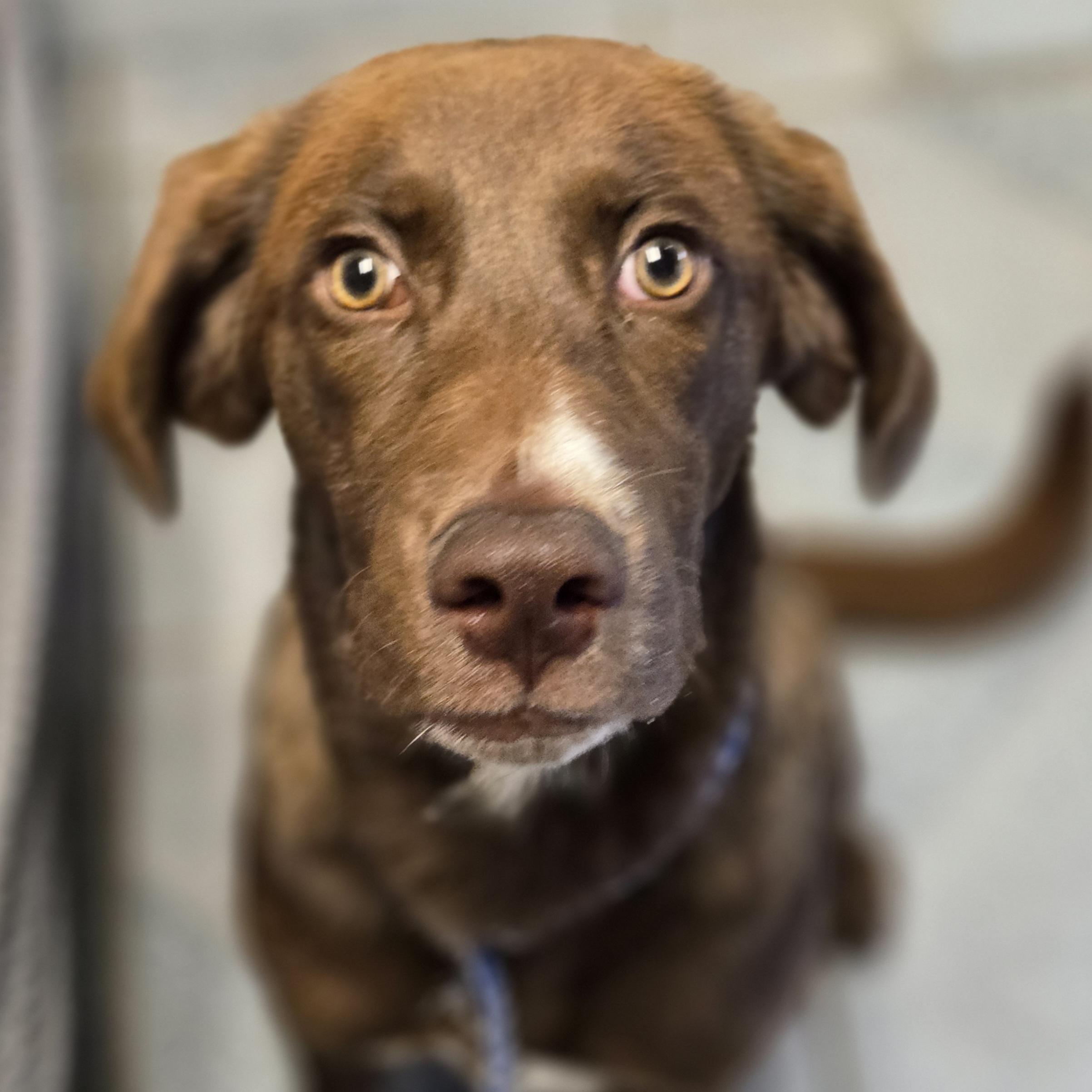Droopy, Adoptable, Young Male Chocolate Labrador Retriever.