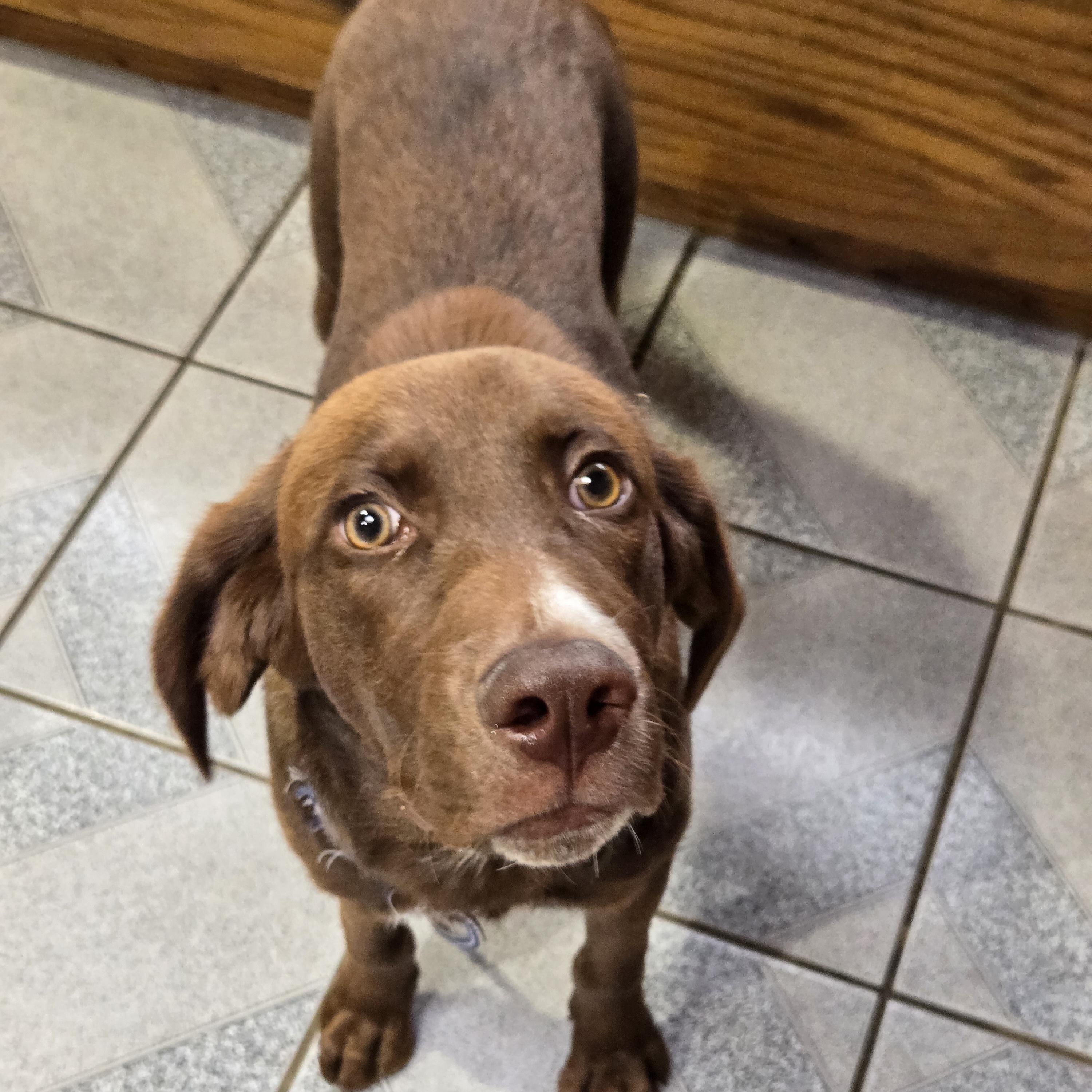 Enlarge Droopy, a Adoptable mixed breed in Normal, IL image 4/5