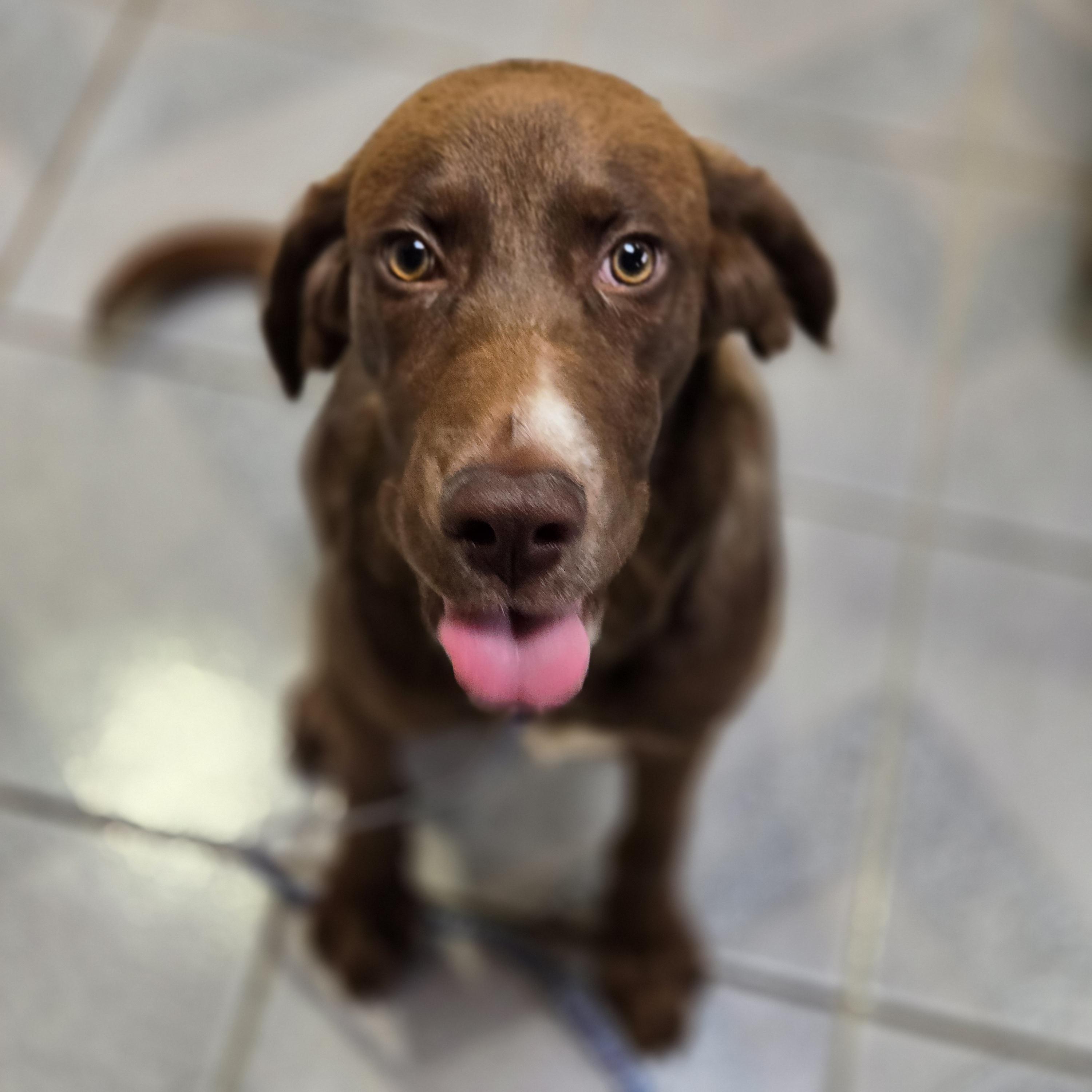 Enlarge Droopy, a Adoptable mixed breed in Normal, IL image 2/5