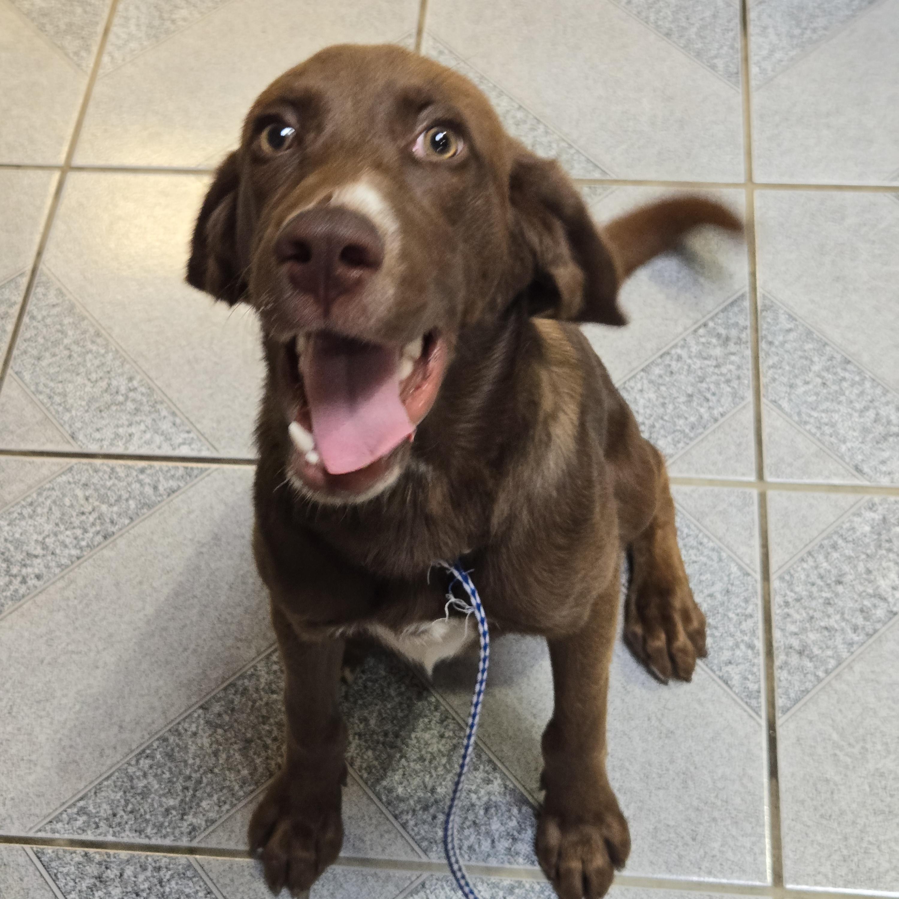 Enlarge Droopy, a Adoptable mixed breed in Normal, IL image 5/5