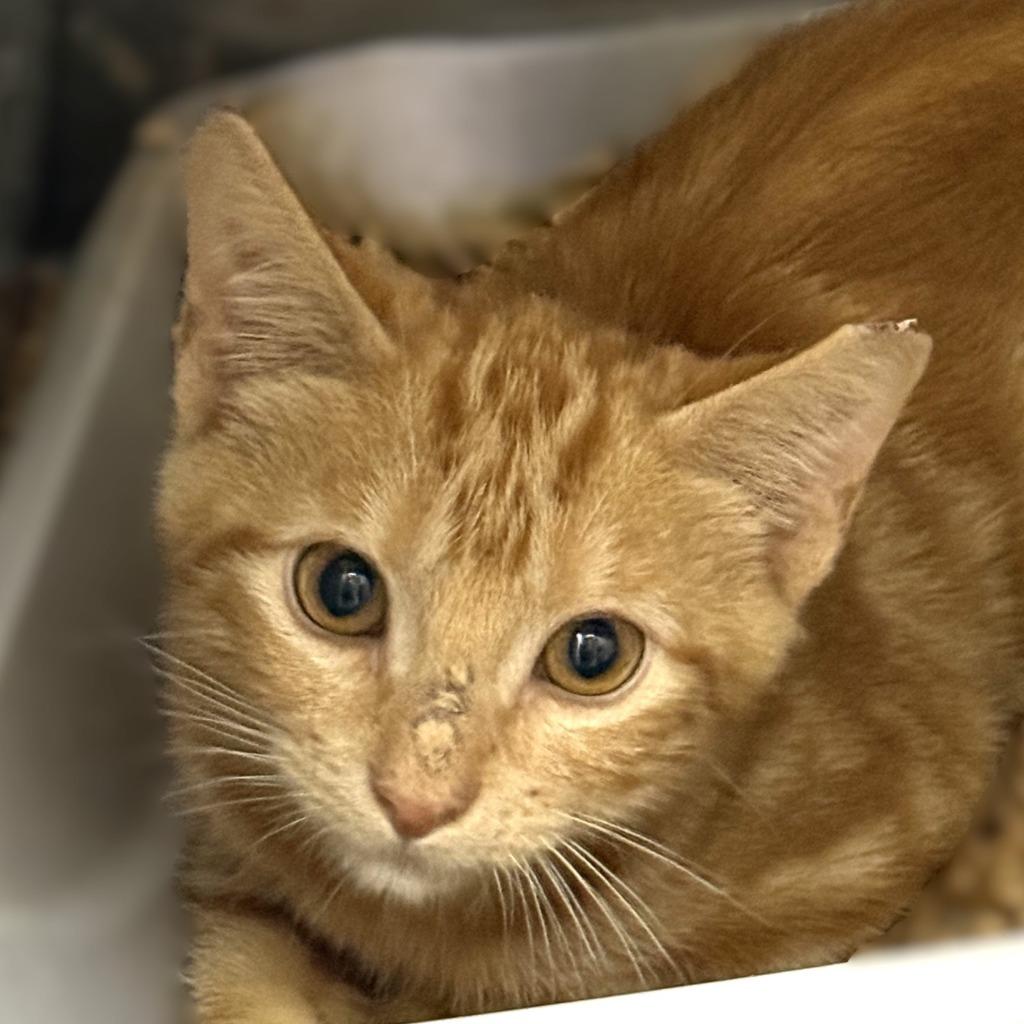 Newman, Adoptable, Kitten Male Domestic Short Hair.