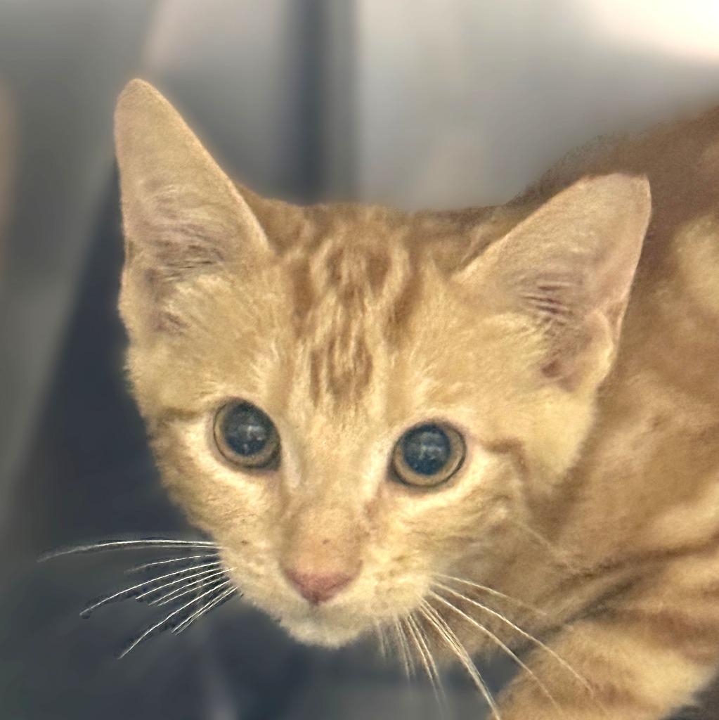 Newman, Adoptable, Kitten Male Domestic Short Hair.
