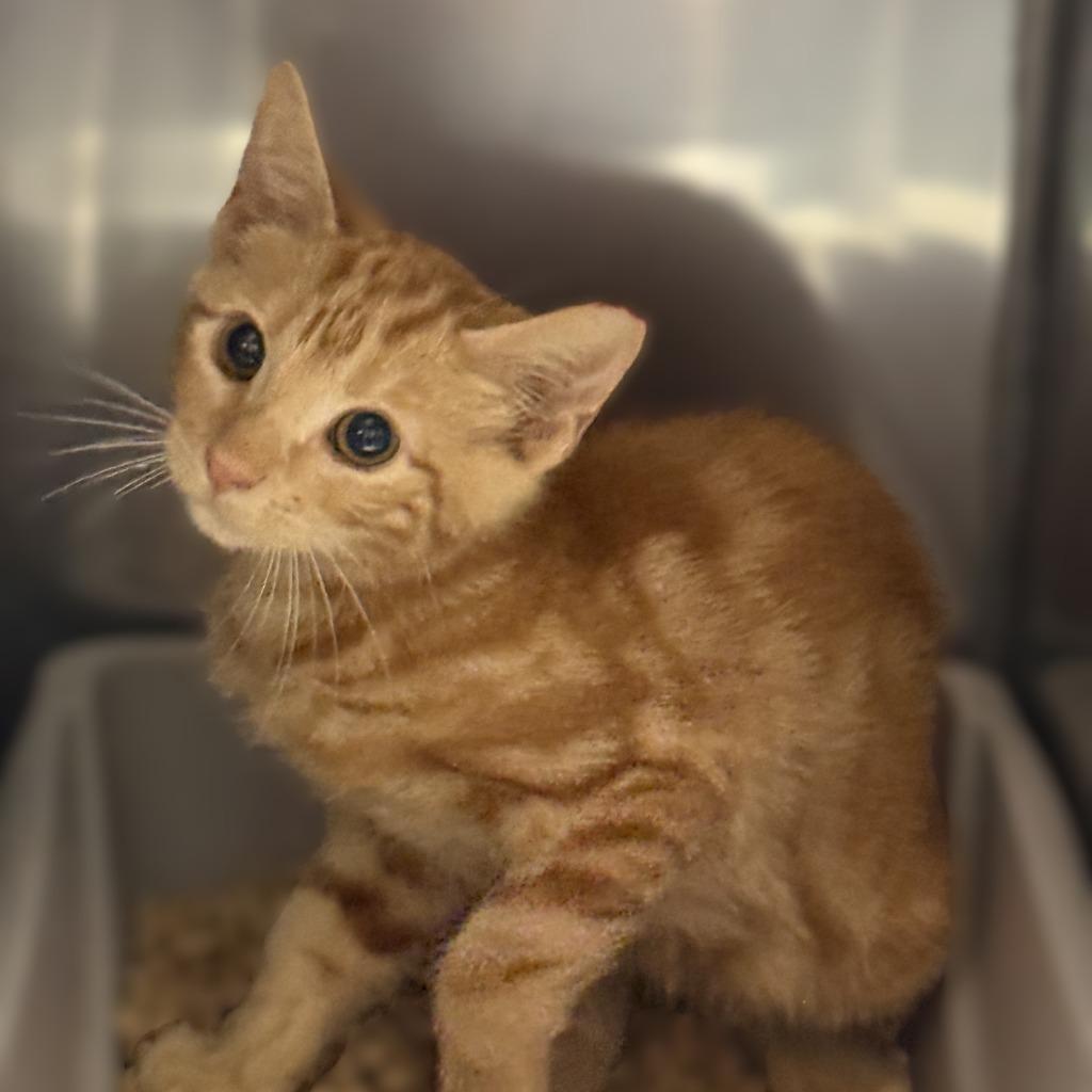 Newman, a Adoptable mixed breed in Brenham, TX image 3/3