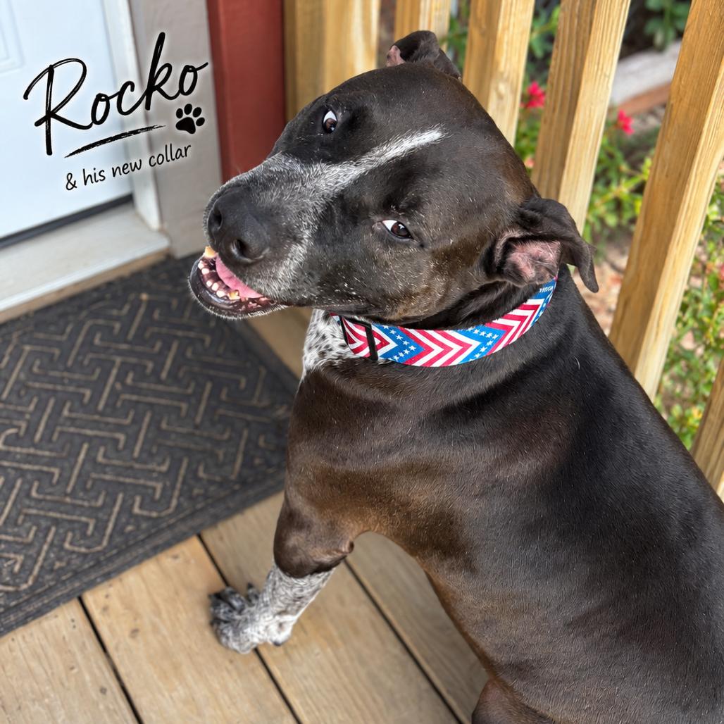 Enlarge Rocko, a Adoptable mixed breed in Mount Pleasant, TX image 1/6