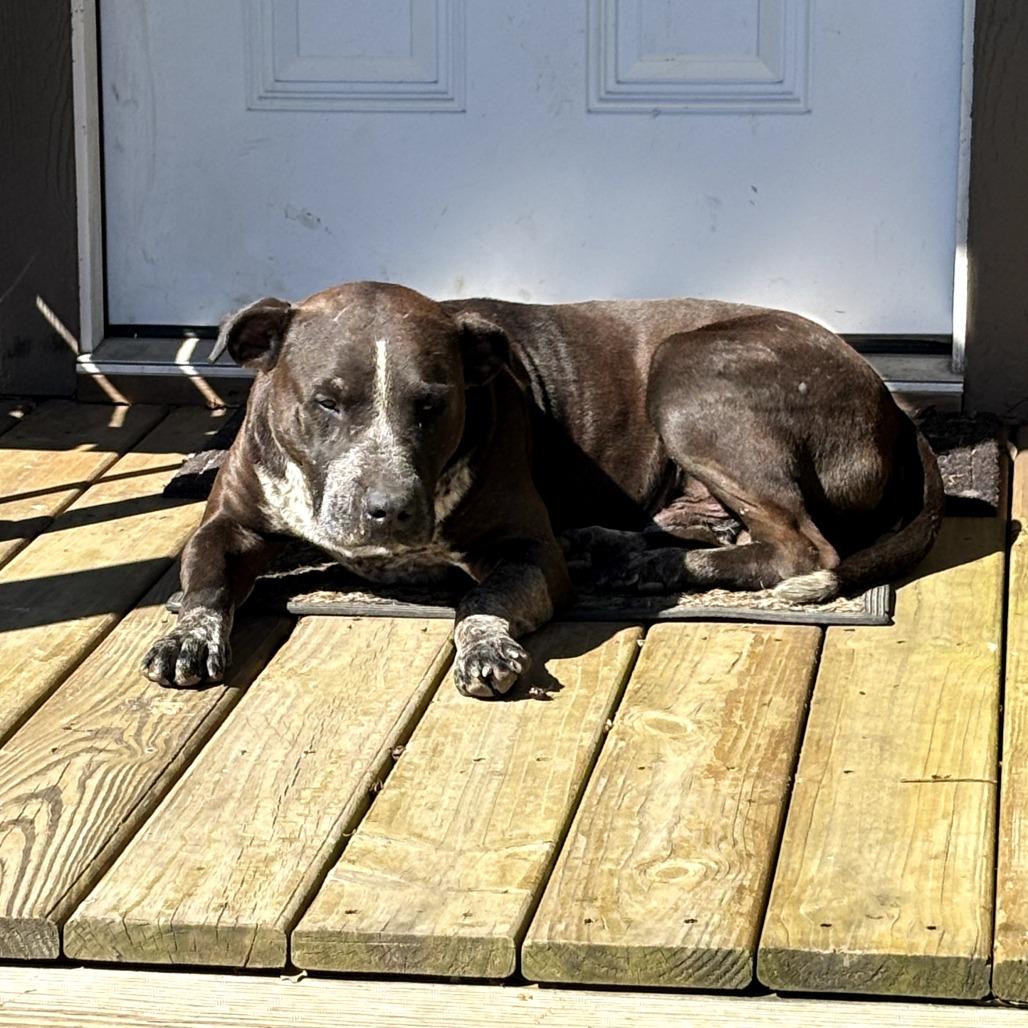 Rocko, Adoptable, Adult Male American Staffordshire Terrier & German Shorthaired Pointer.