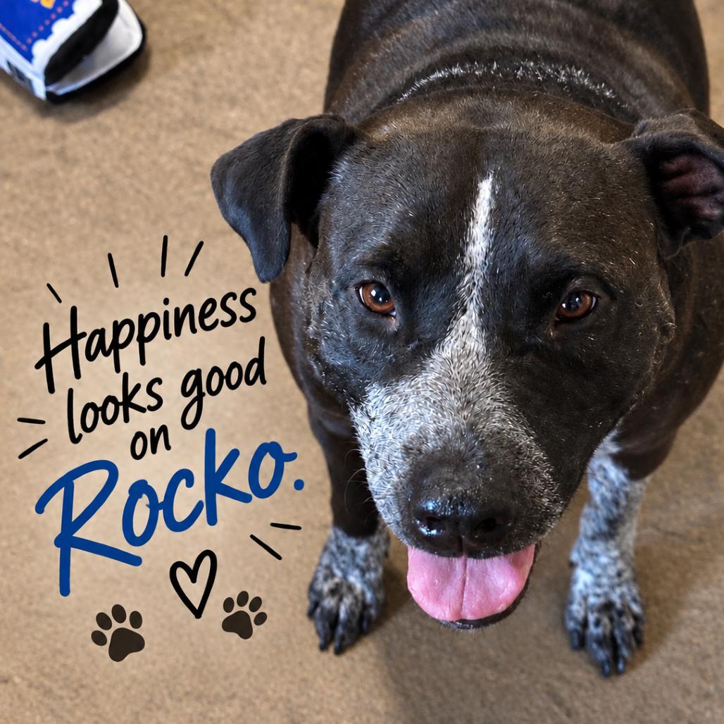 Enlarge Rocko, a Adoptable mixed breed in Mount Pleasant, TX image 3/6