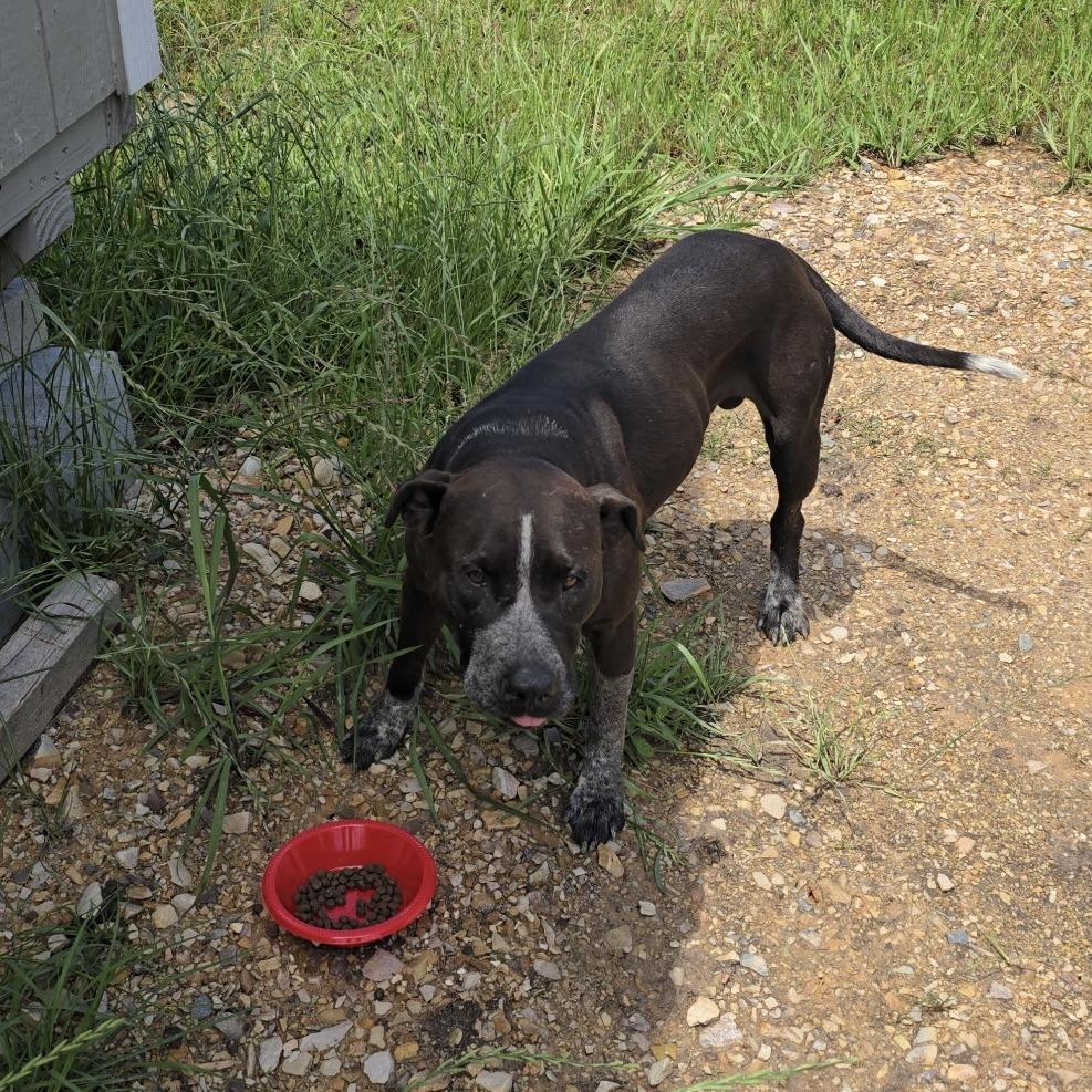 Enlarge Rocko, a Adoptable mixed breed in Mount Pleasant, TX image 4/6