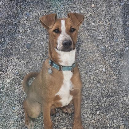 Milo, Adoptable, Puppy Male Australian Cattle Dog / Blue Heeler & Doberman Pinscher.
