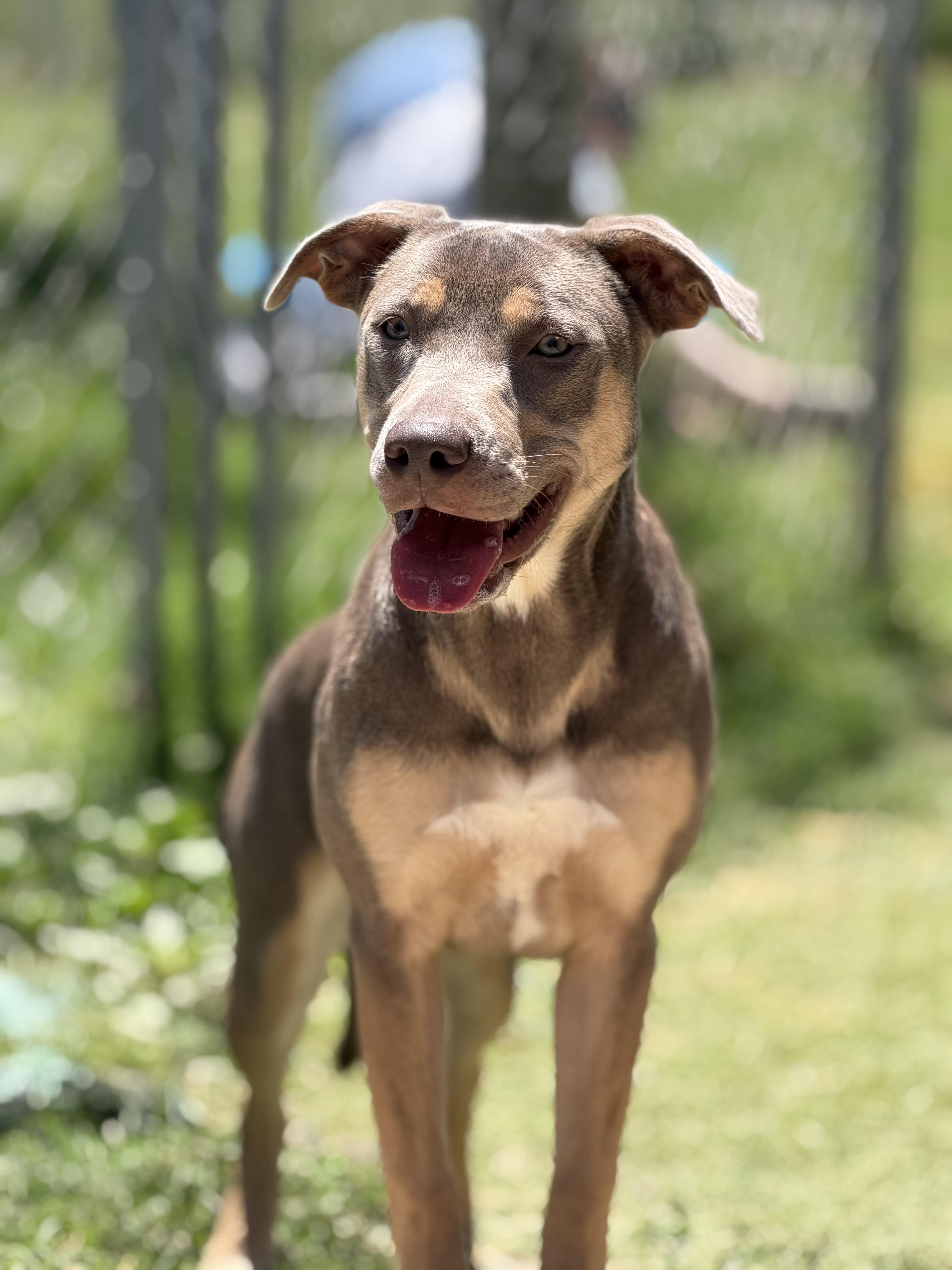 Winnie, ADOPTABLE, Young Female Miniature Pinscher & American Staffordshire Terrier.