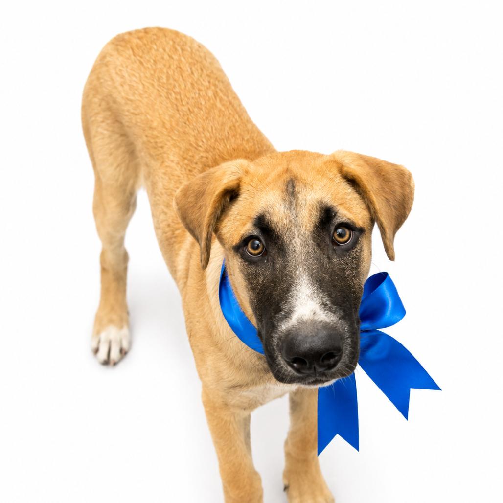 Tyler, Adoptable, Young Male Mixed Breed.