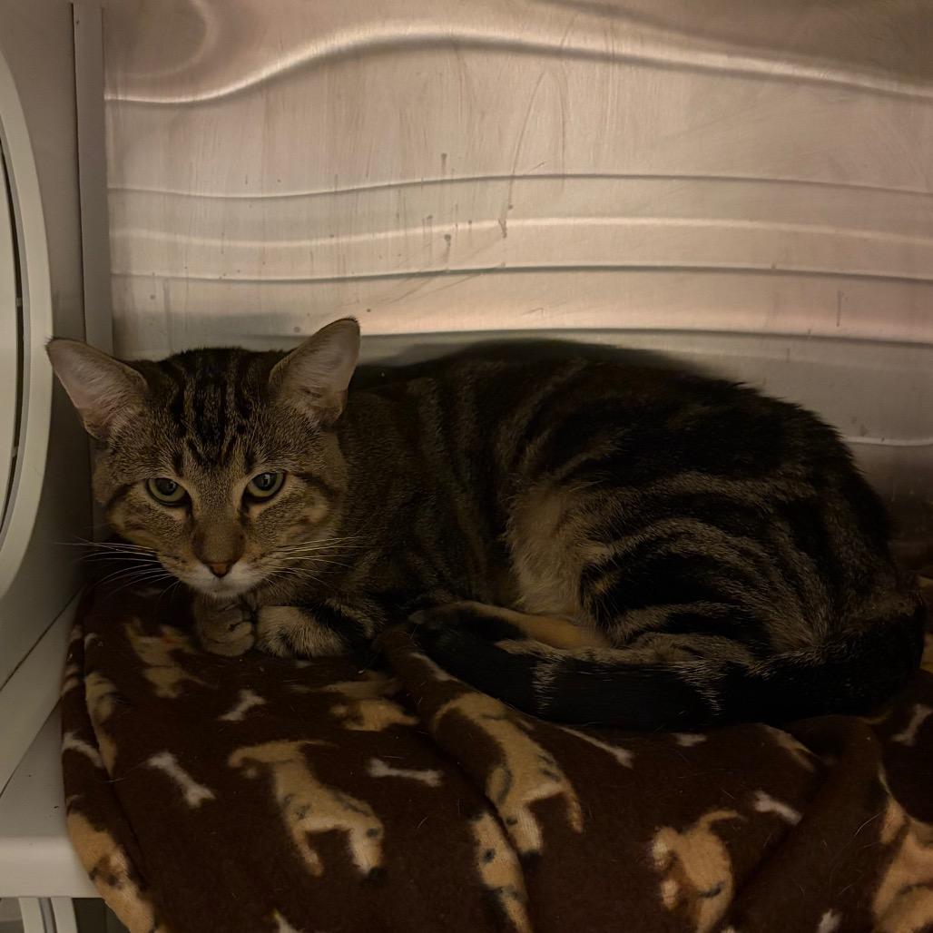 Sammy, Adoptable, Adult Male Domestic Short Hair.