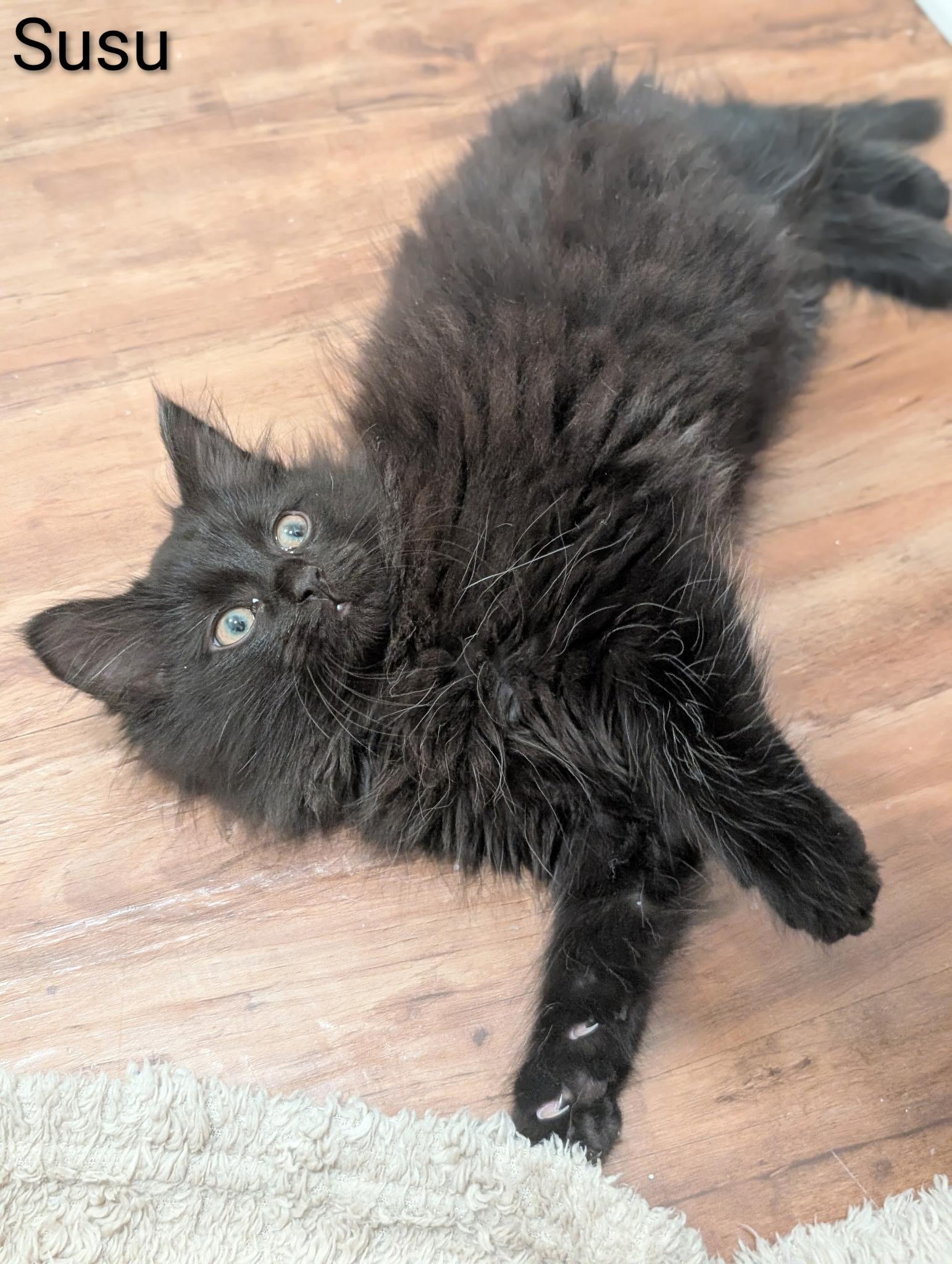 Susu, an adopted Domestic Long Hair in Indianapolis, IN image 3/4