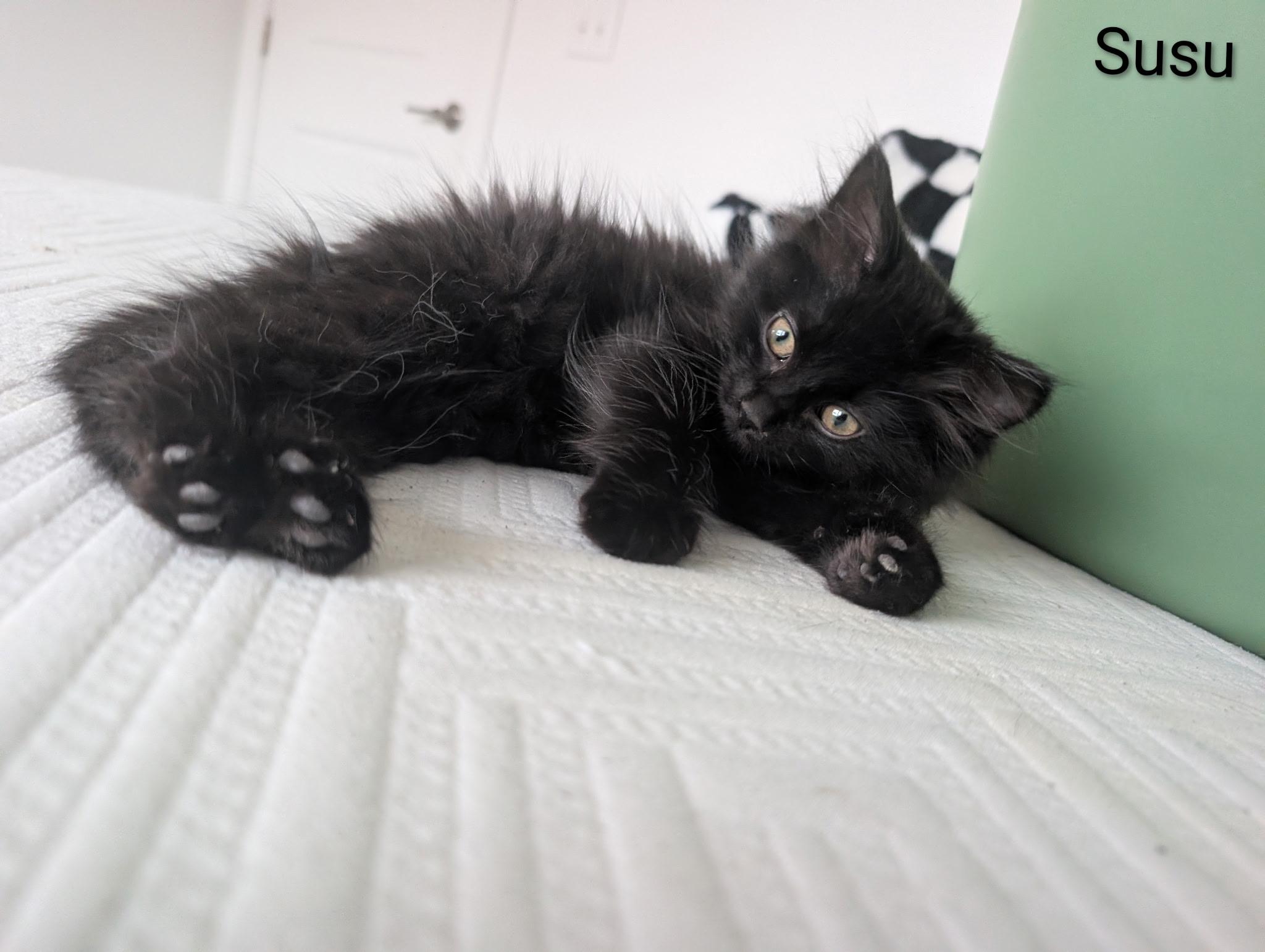 Susu, an adopted Domestic Long Hair in Indianapolis, IN image 2/4