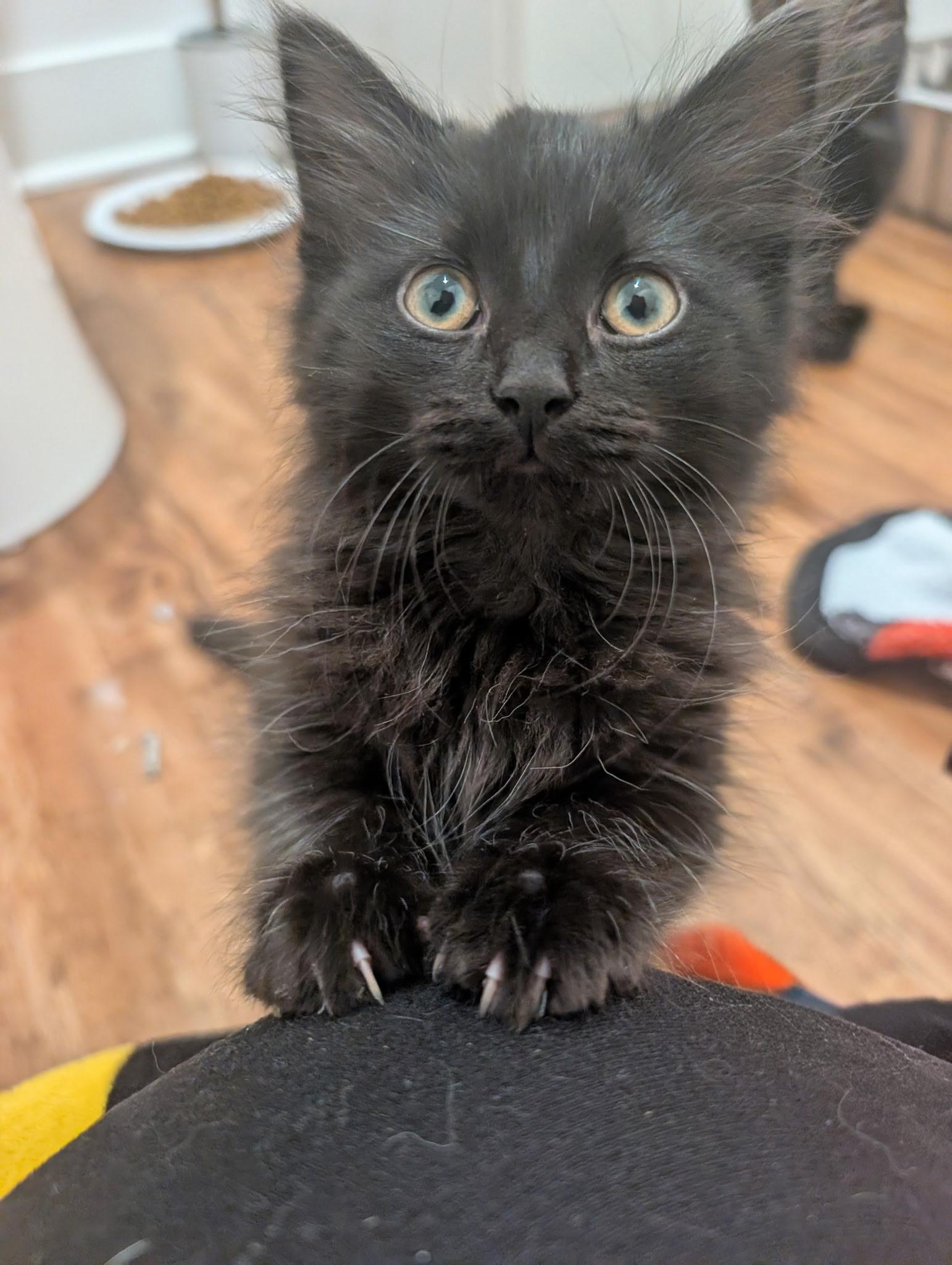 Susu, an adopted Domestic Long Hair in Indianapolis, IN image 1/4