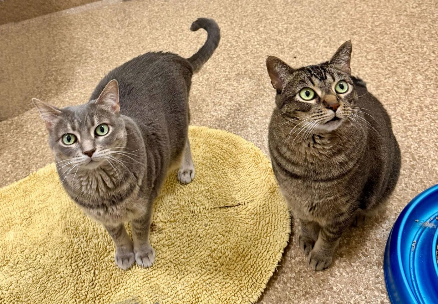 Enlarge Gal & Gat, a ADOPTABLE mixed breed in Manitou Springs, CO image 3/6