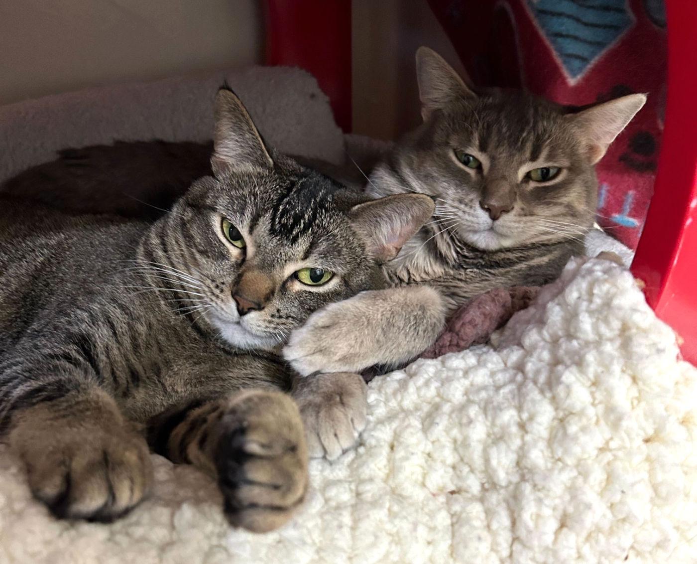 Enlarge Gal & Gat, a ADOPTABLE mixed breed in Manitou Springs, CO image 6/6