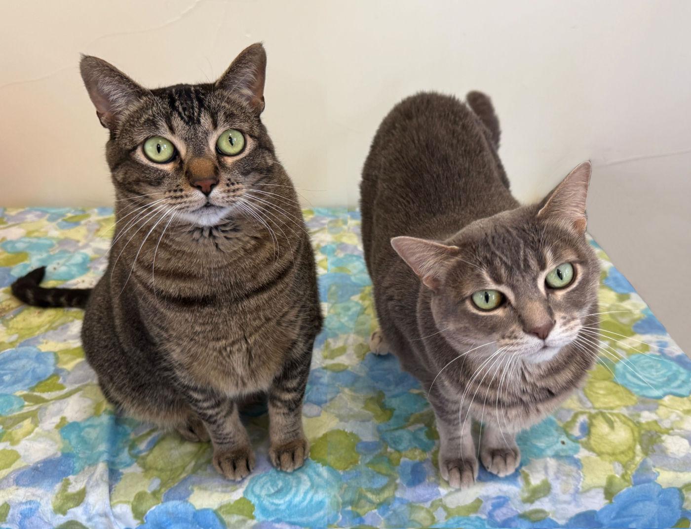 Enlarge Gal & Gat, a ADOPTABLE mixed breed in Manitou Springs, CO image 1/6